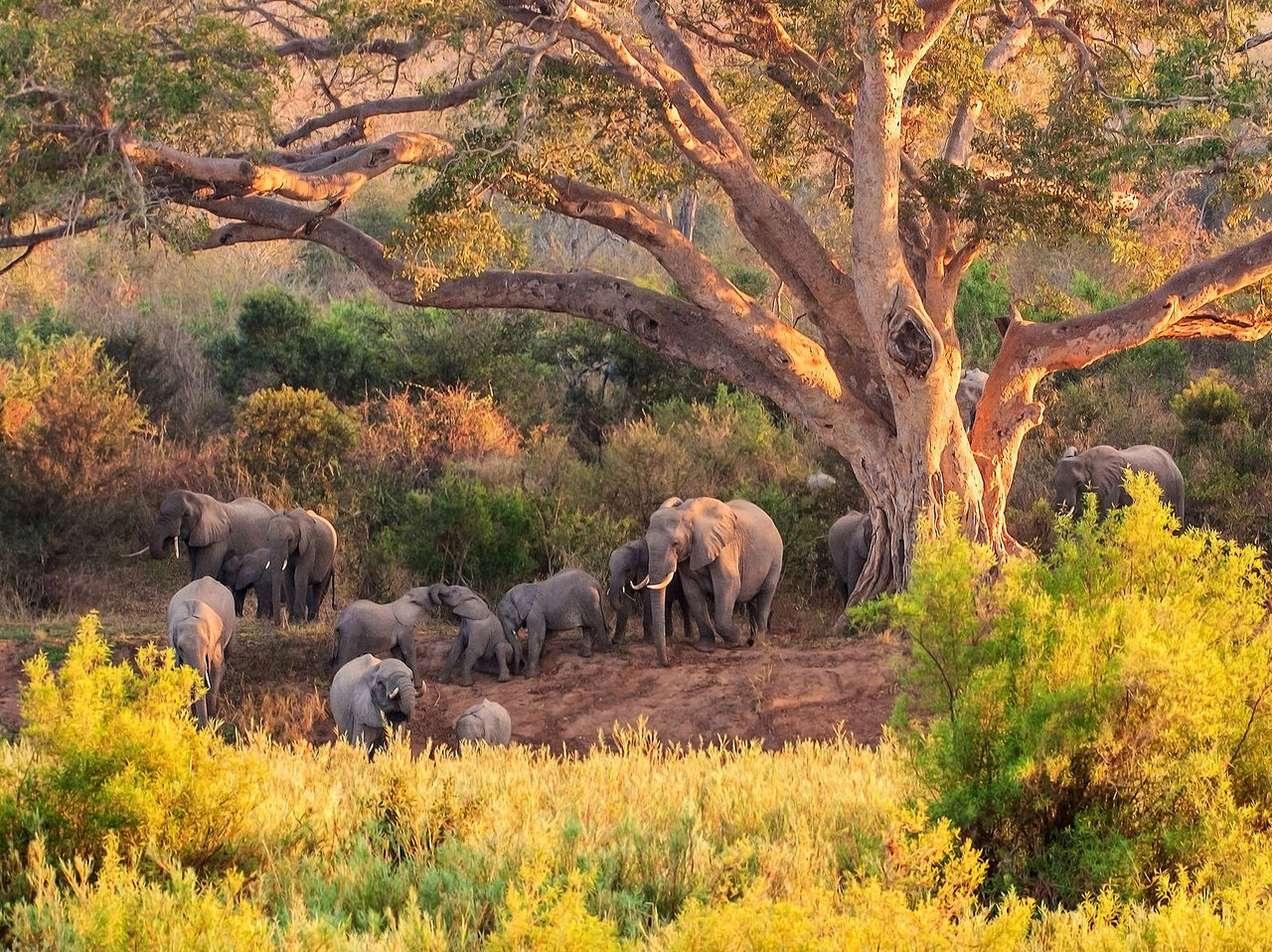 Los elefantes del Parque Kruger son verdaderos gigantes gentiles que se mueven por las llanuras, demostrando lazos familiares