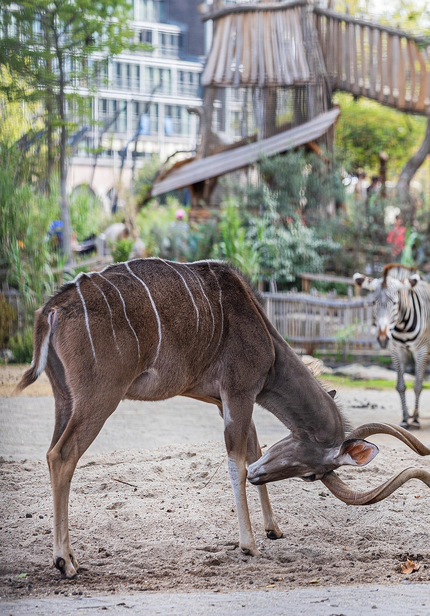 Foto de un animal en el zoológico Artis, en Ámsterdam, rascándose en el suelo, con una cebra al fondo