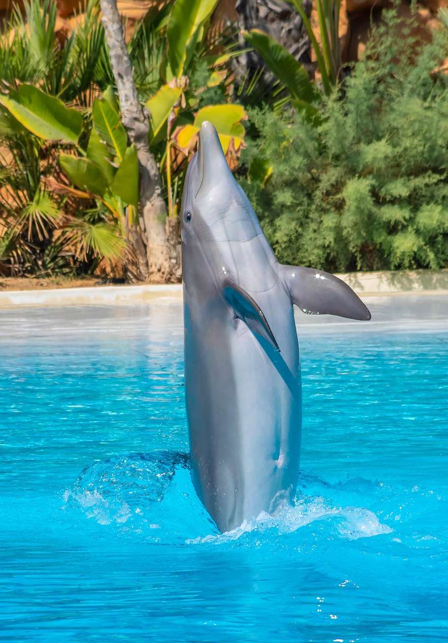 Visita la vida marina en Zoo Marine, con delfines saltando en las piscinas