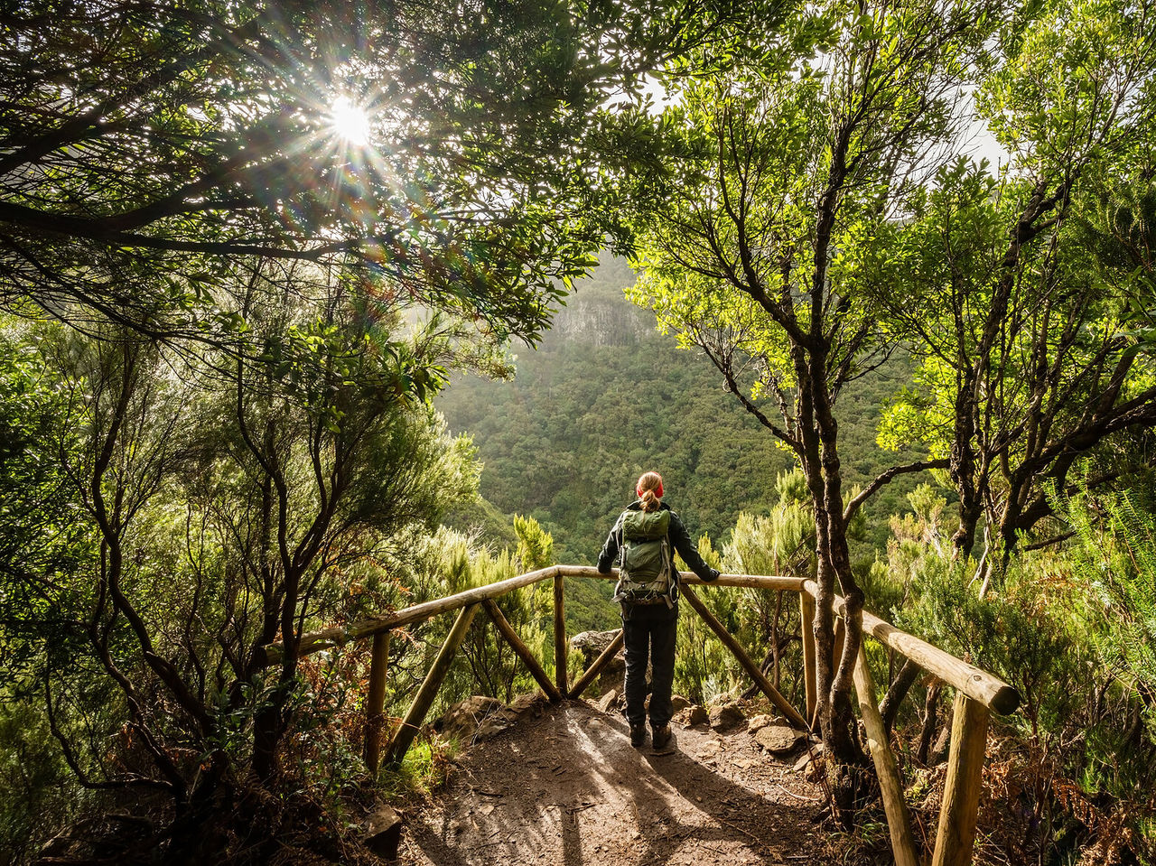 Aventúrate en la naturaleza de la isla de Madeira, donde puedes hacer senderismo por las levadas entre la vegetación densa