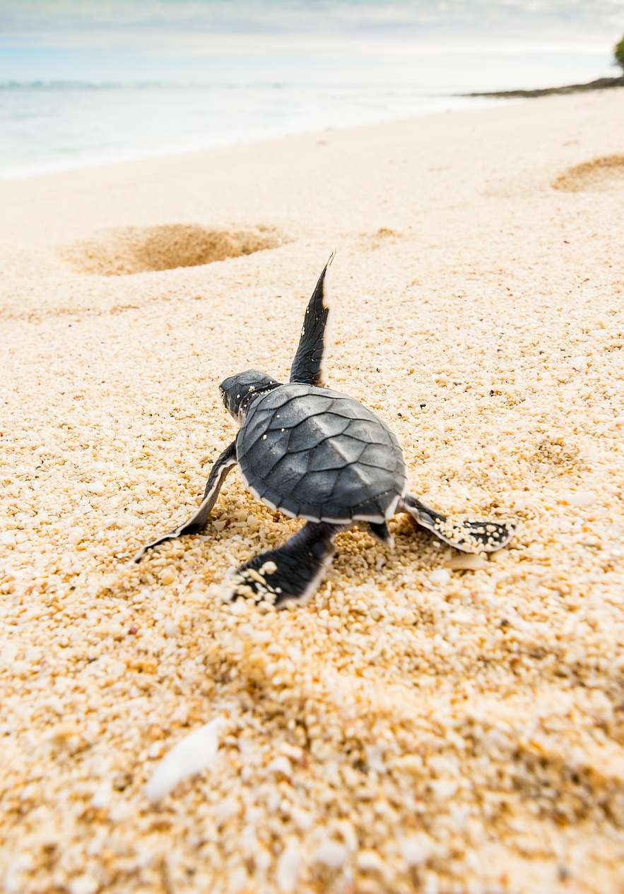 Tartaruga bebé na praia do Ilhéu das Rolas, caminhando pela areia clara e fina em direção ao mar azul