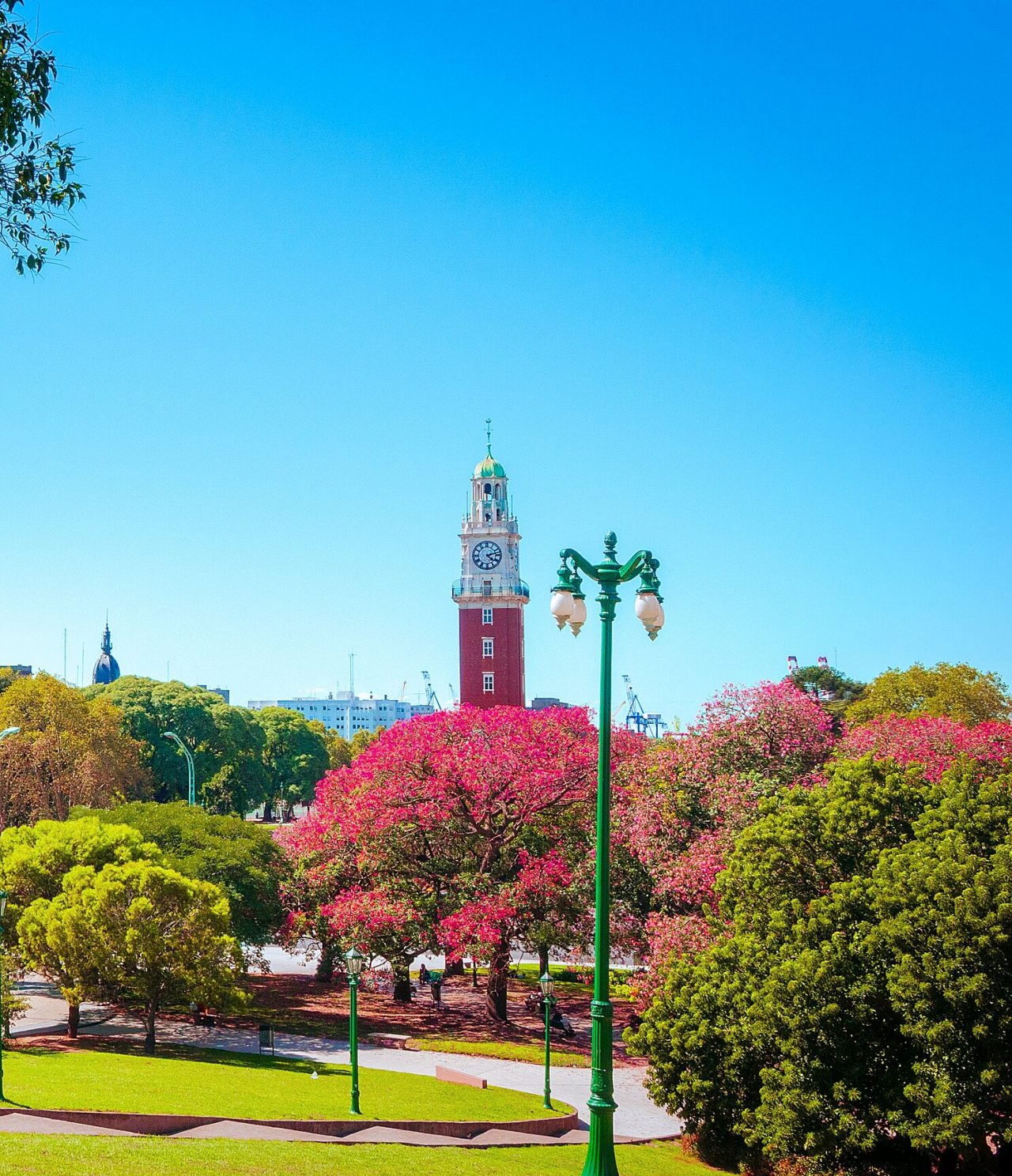 Vista da icónica Plaza de Mayo em Buenos Aires, com o Cabildo ao fundo e árvores em flor, e a bandeira da Argentina