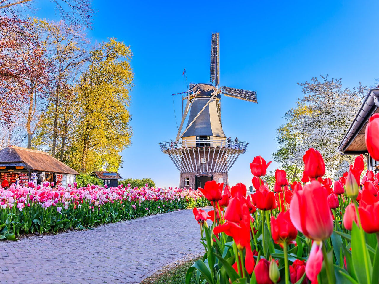 Tradicional moinho holandês de madeira, localizado num campo aberto cercado por tulipas vermelhas e rosa em Amsterdão