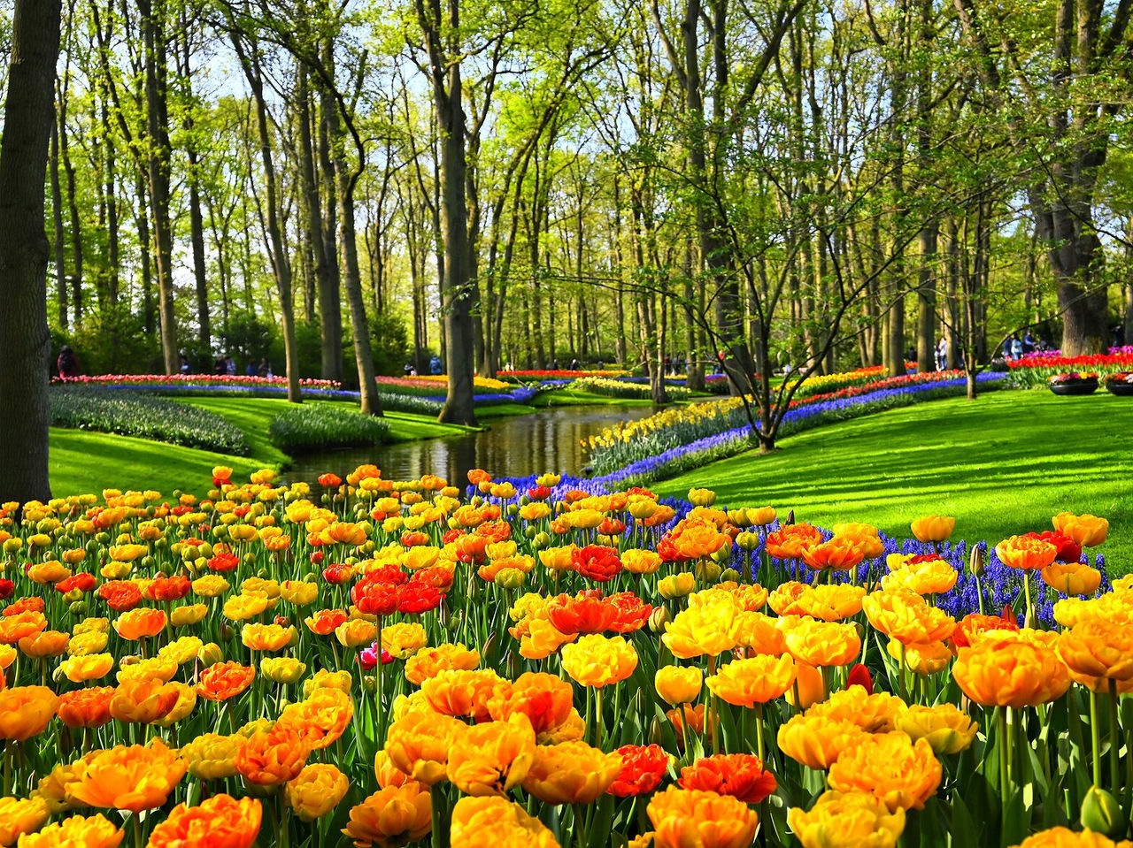 Típico campo de tulipas coloridas em Amsterdão, no meio de uma floresta com um rio a passar no meio
