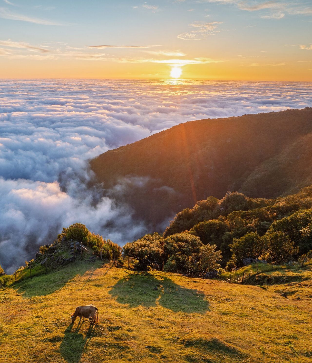 Pôr-do-sol acima das nuvens, com uma camada densa de nuvens, e uma vaca a pastar junto à falésia