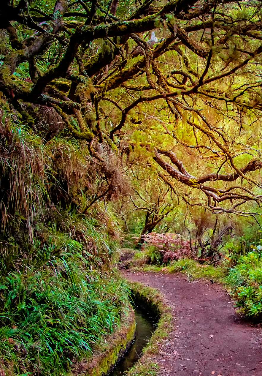 Fique no Pestana Madeira Beach Club e descubra a Floresta Laurissilva da Madeira, com a sua biodiversidade muito elevada