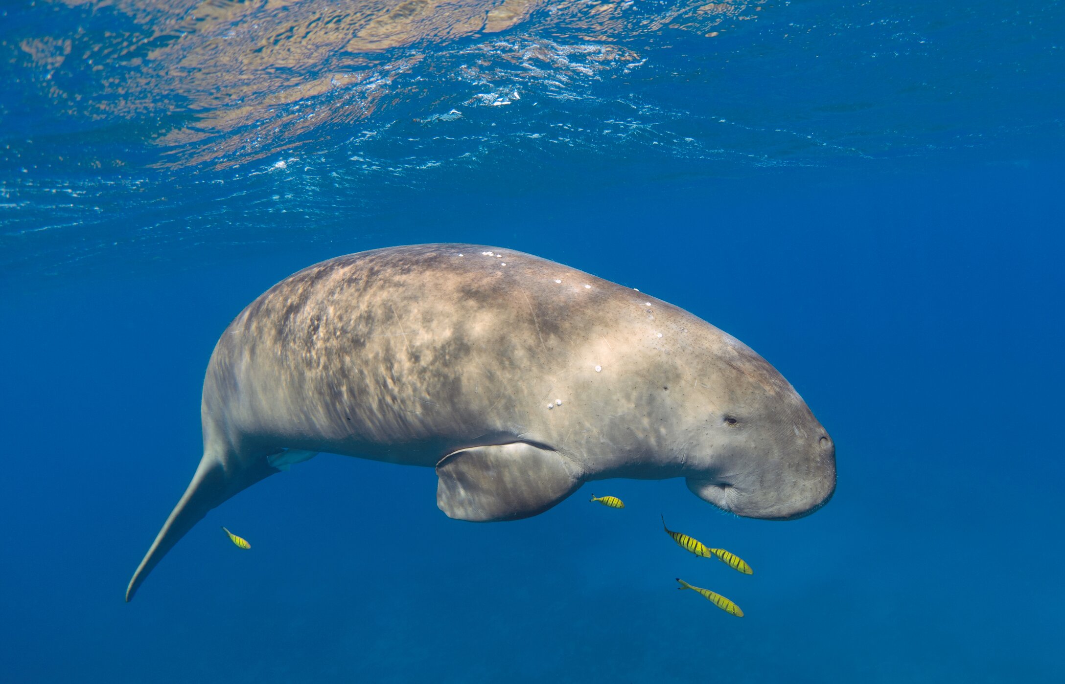 Ein Dugong, der anmutig in den Gewässern von Bazaruto im Indischen Ozean schwimmt, umgeben von gelben Fischen