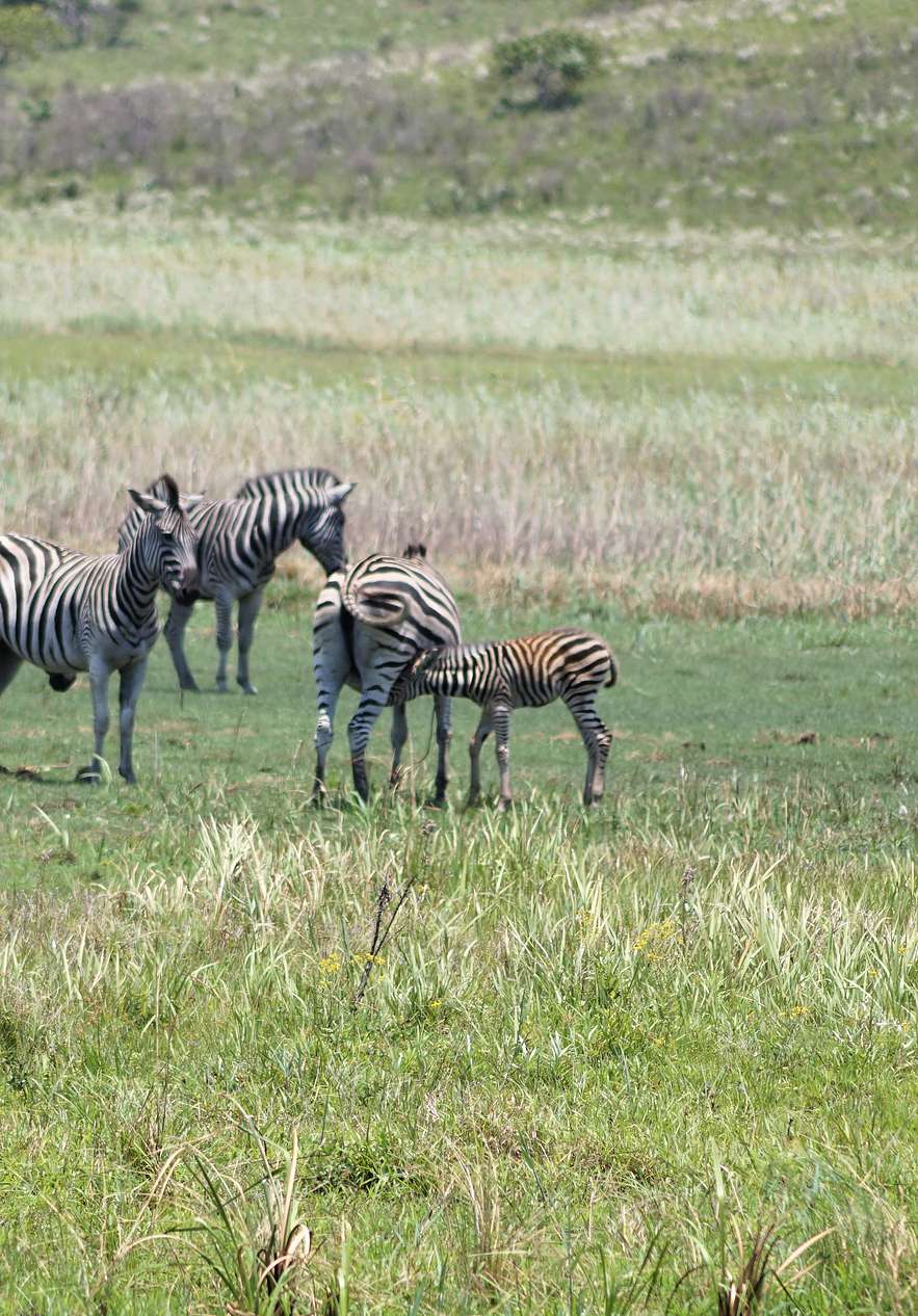 Zebras im Naturreservat nahe Pestana Rovuma, Hotel no Centro de Maputo, auf grüner Savannenfläche mit grasender Zebraherde
