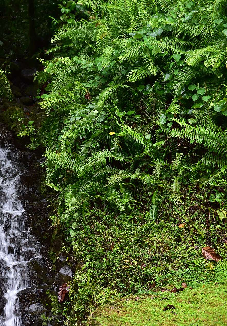 Natural park near Pestana São Tomé, Hotel 5 Estrelas em São Tomé, with dense ferns beside a small waterfall
