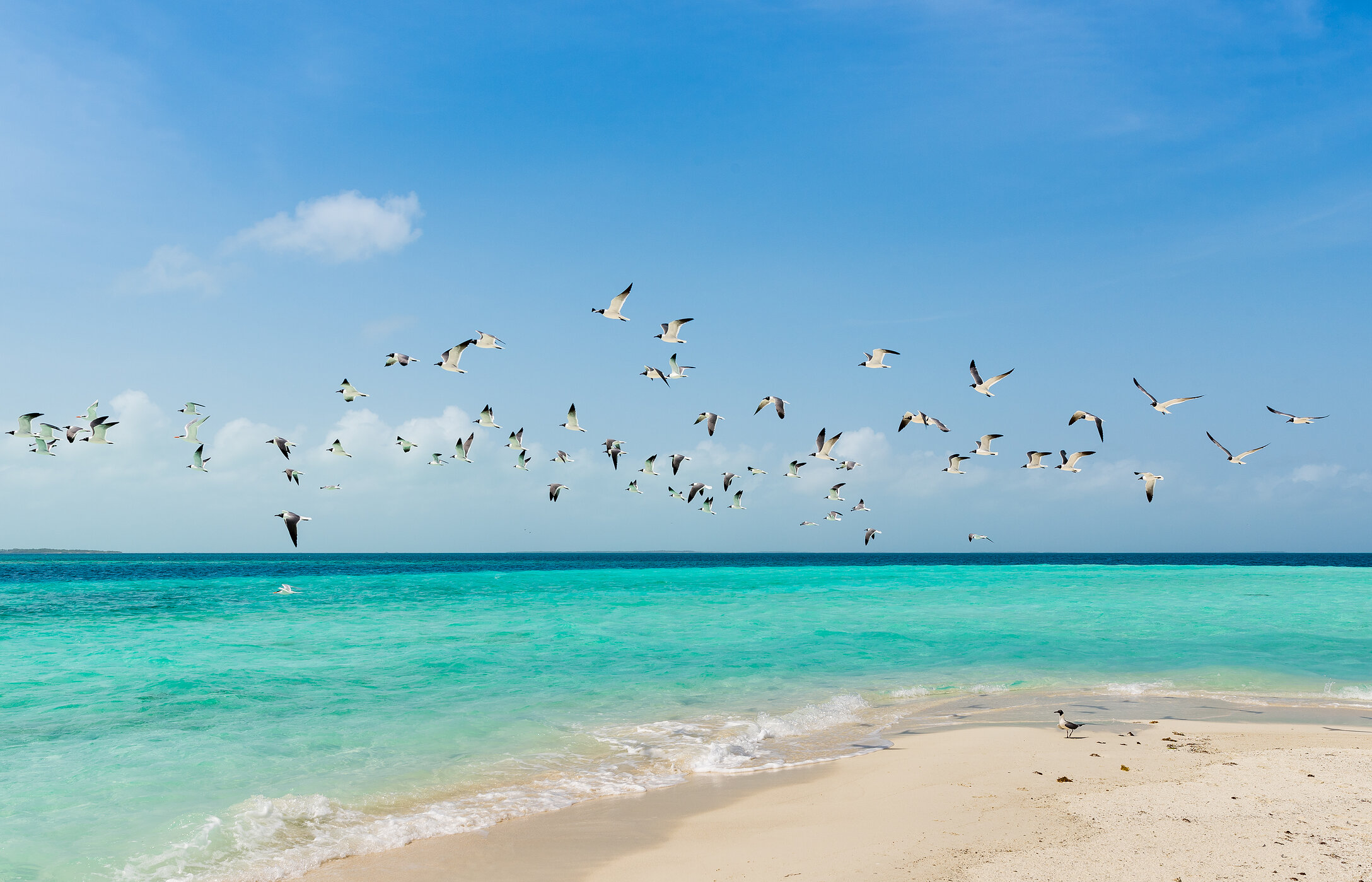 View of the beach in the Los Roques archipelago in Venezuela, with a flock of birds flying over its crystal-clear waters.