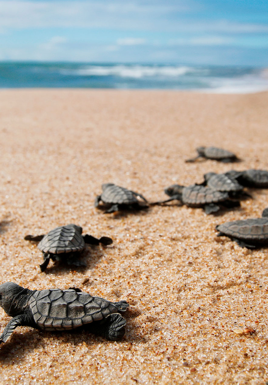 Baby sea turtles crossing a sandy beach near Pestana Bazaruto Lodge, Eco Resort na Ilha de Bazaruto