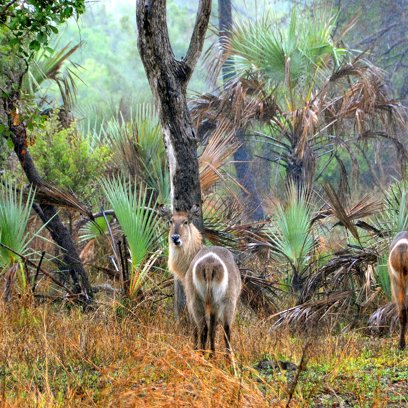 Gorongosa National Park, Mozambique Stay at a Pestana hotel and explore the Gorongosa National Park in Mozambique, full of vegetation and wildlife.