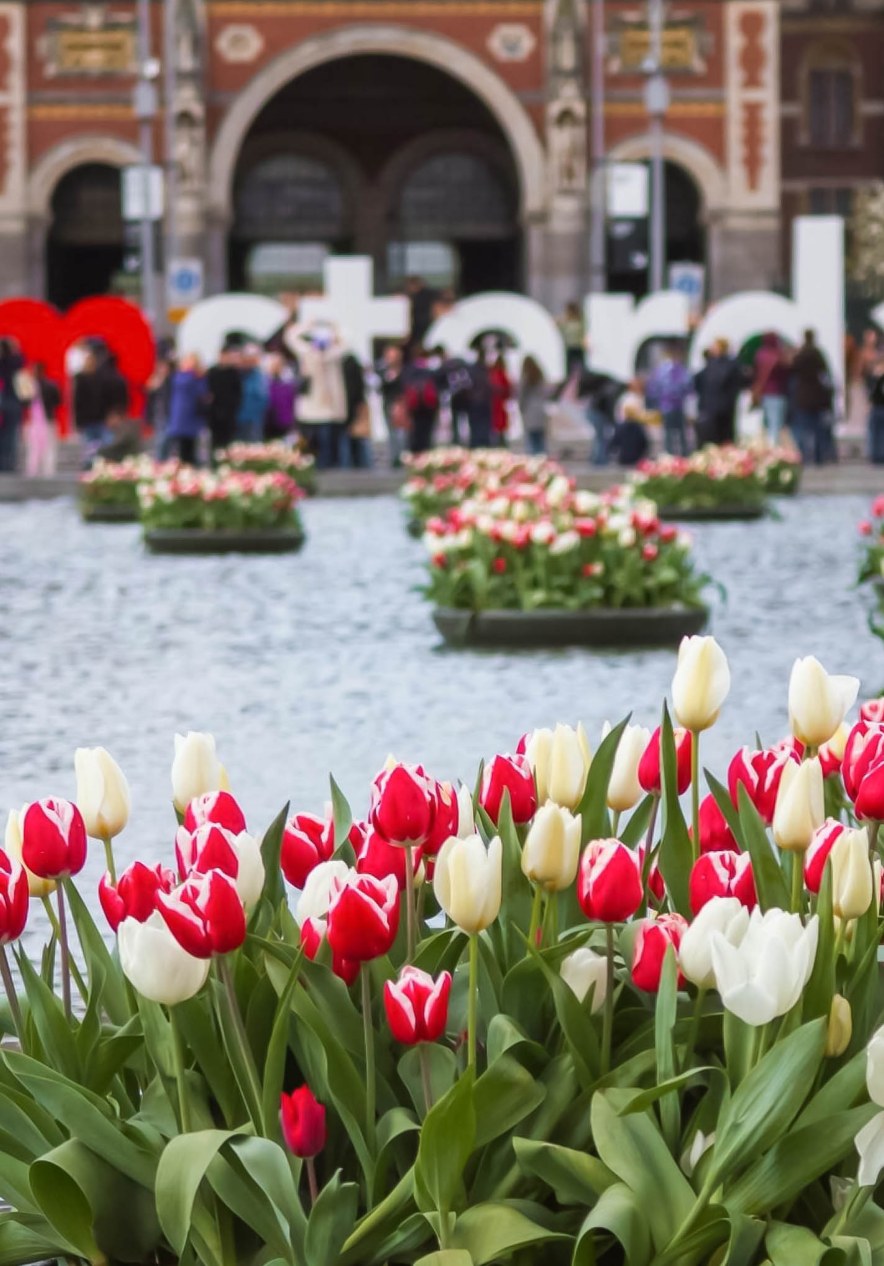 Tulip festival near Amsterdam hotels featuring floating flower beds and visitors beside the I amsterdam sign