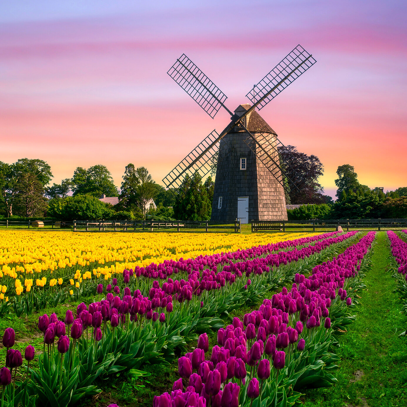 Tulip field, Netherlands Stay at a Pestana hotel and explore the vast blooming tulip fields and typical windmills of the Netherlands.
