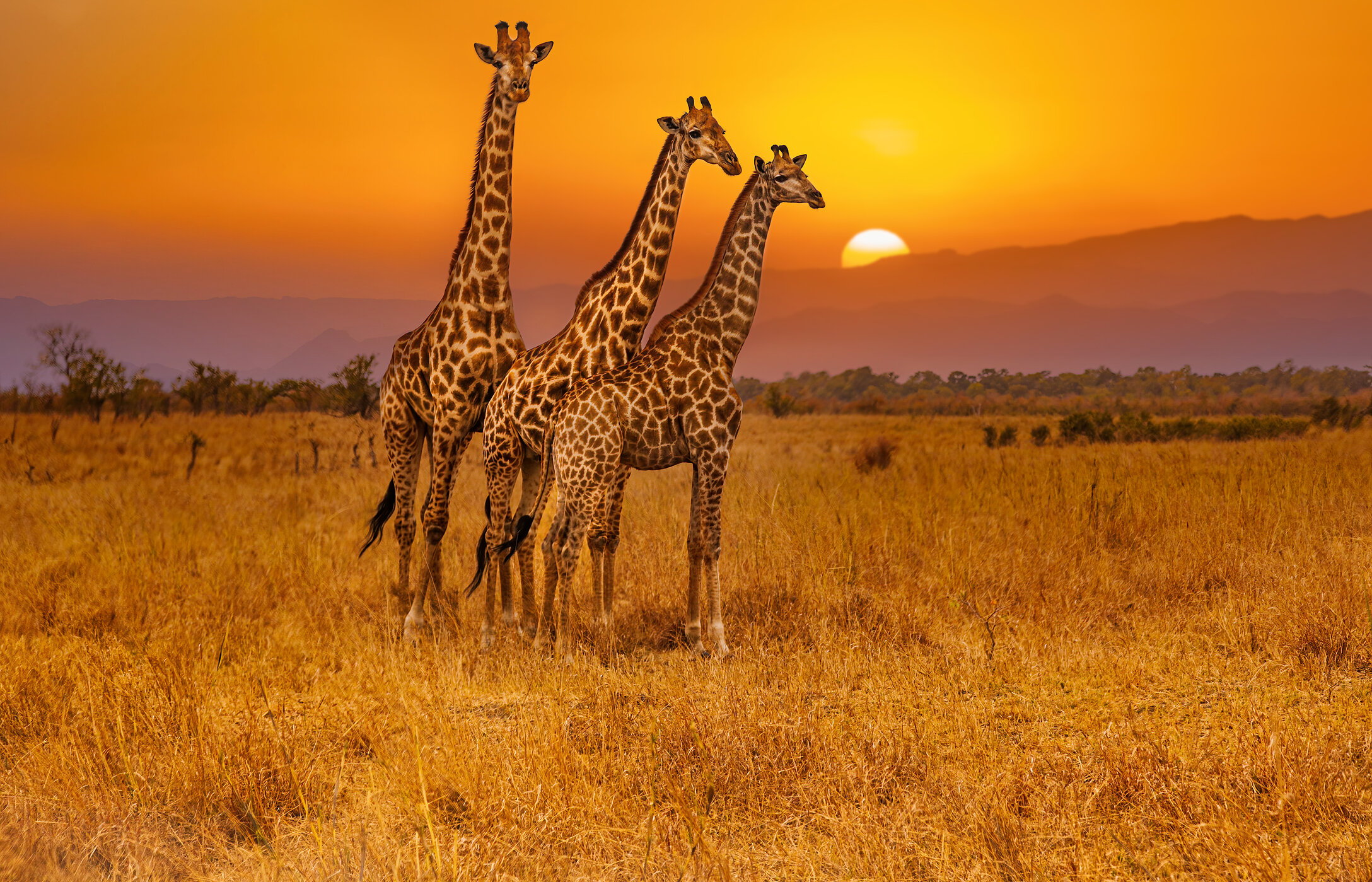 Ver jirafas en el Parque Kruger es una experiencia mágica, especialmente verlas contra el telón de fondo de las vastas sabanas