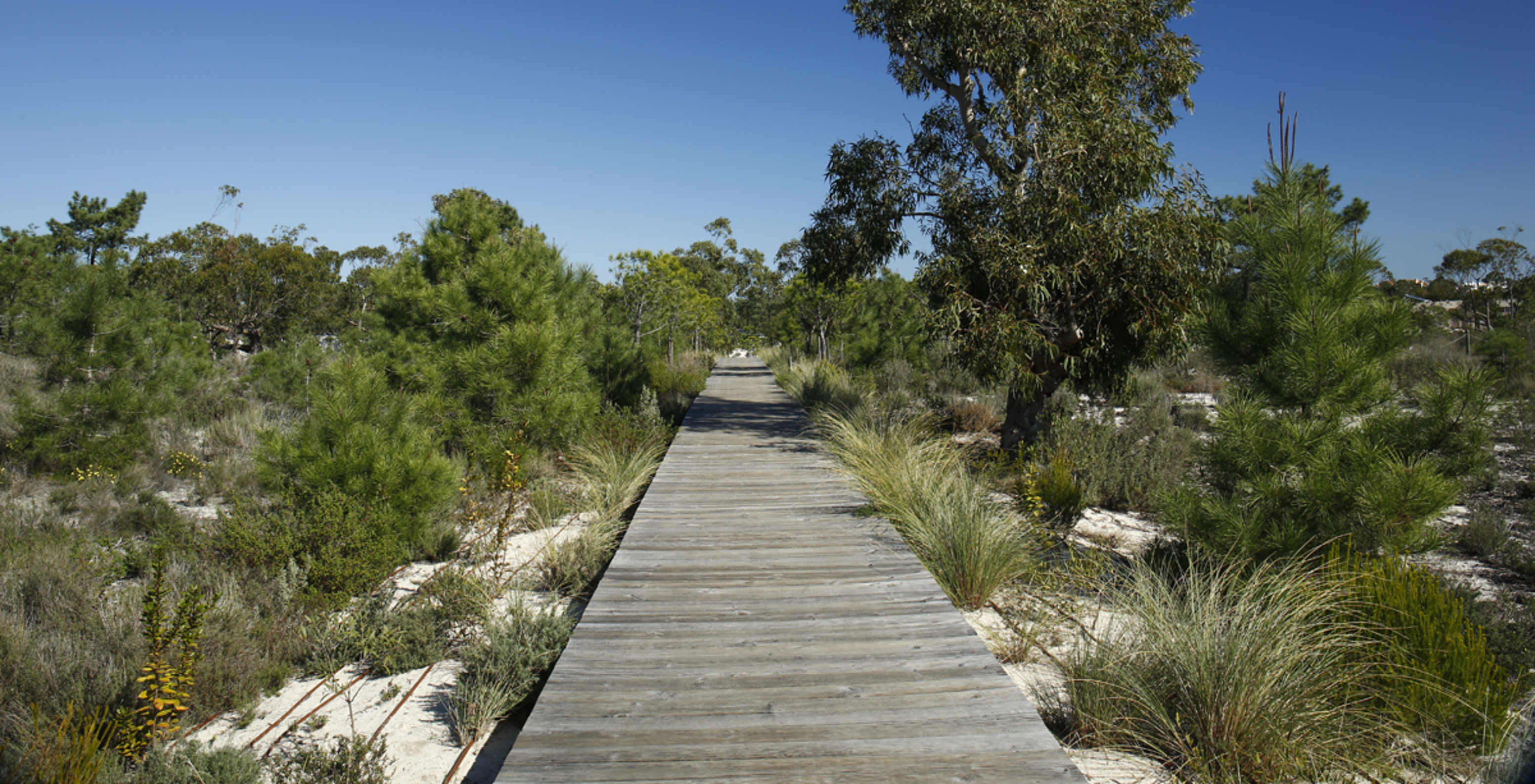 Passerelle en bois au milieu de la nature, où vous pouvez parcourir des kilomètres et faire de longues promenades