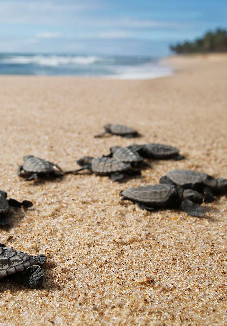 Jeunes tortues sur une plage près du Miramar São Tomé, Hotel 4 Estrelas em São Tomé et vagues au loin