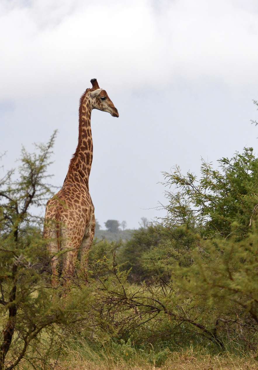 Girafe dans la savane près du Pestana Kruger Lodge, Hotel 4 Estrelas no Kruger Park et acacias sous un ciel clair