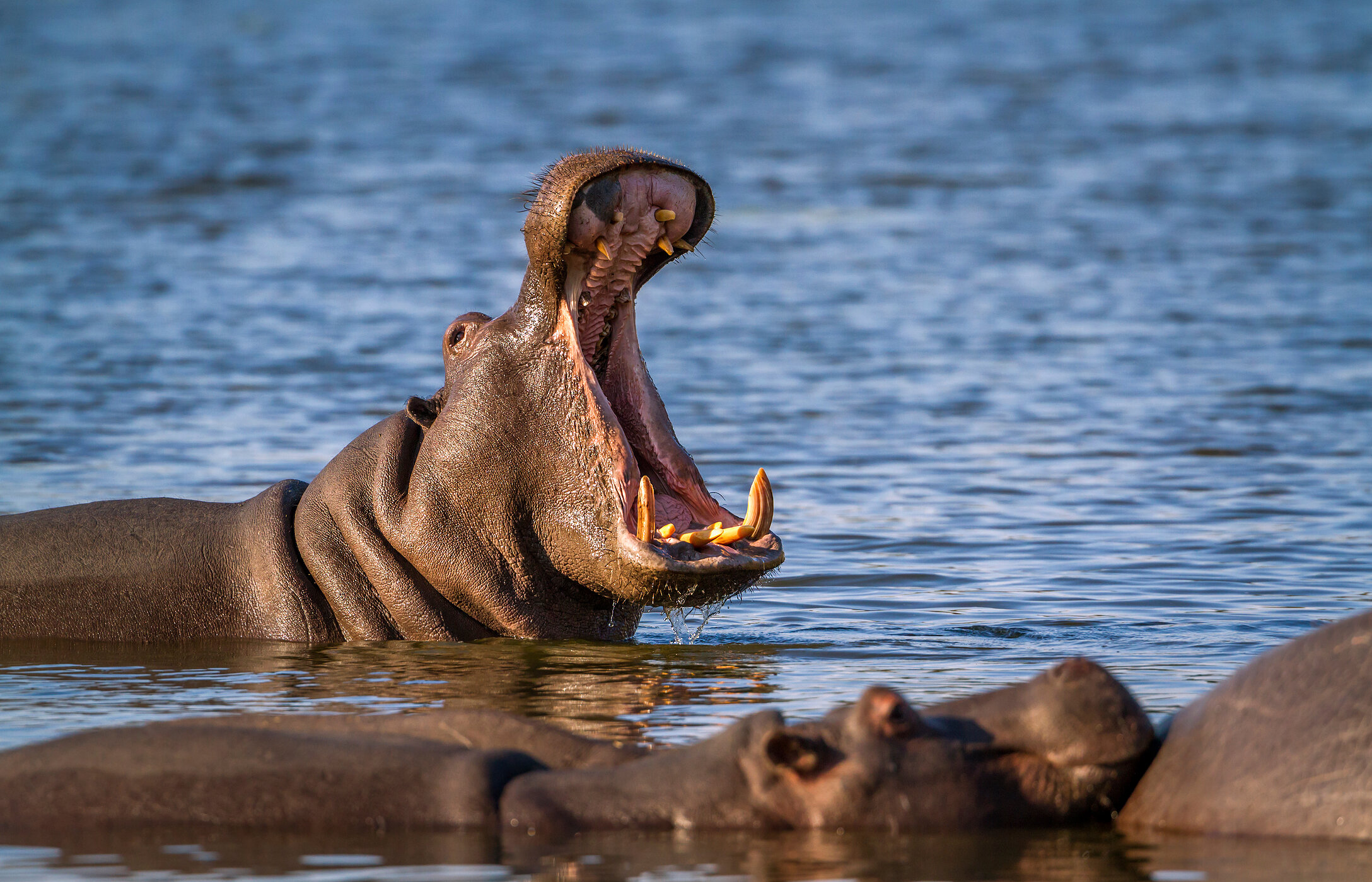 Groupe d'hippopotames se relaxant dans les eaux tranquilles d'une rivière du parc Kruger, tandis que l'un d'eux ouvre la bouche