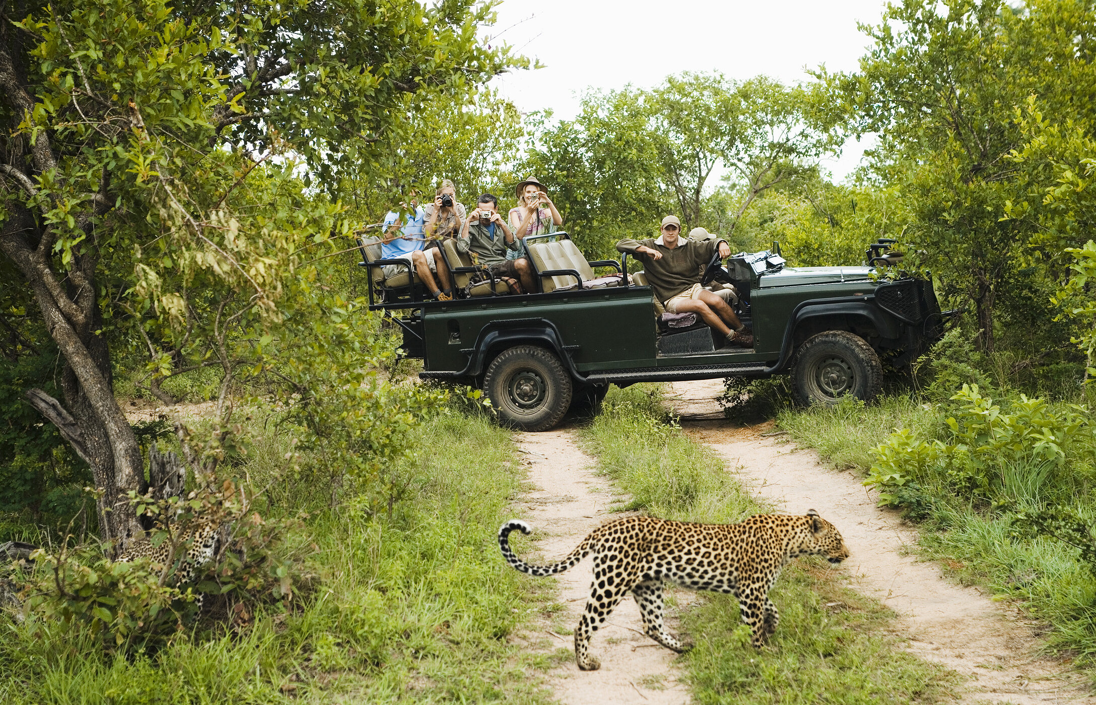 Un safari dans le parc Kruger permet de voir la faune de près, créant des souvenirs inoubliables dans la nature