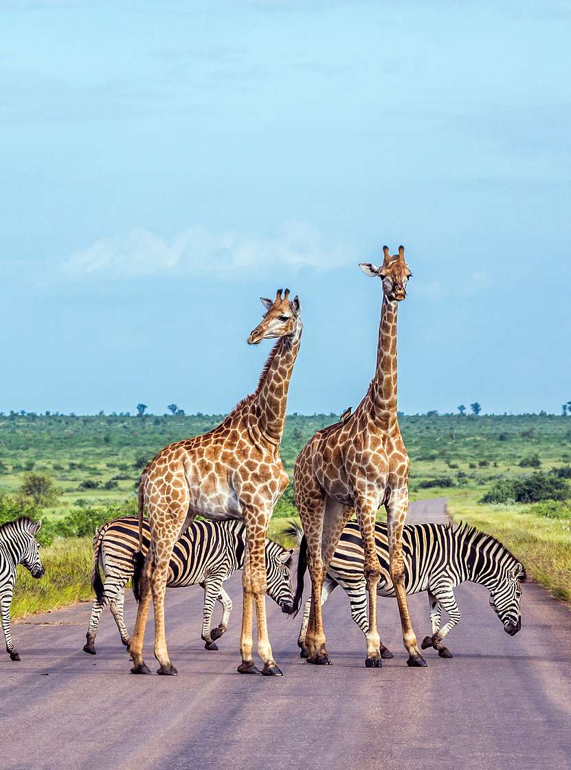 Le parc Kruger en Afrique du Sud est l'un des plus grands parcs de safari, abritant les Big Five et une riche biodiversité