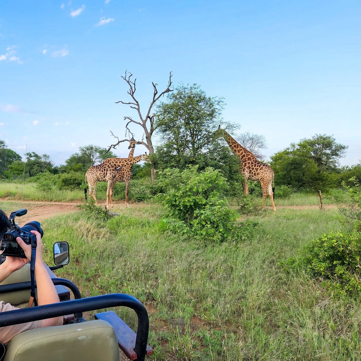 Safari au parc national Kruger Séjournez dans un hôtel Pestana où vous pouvez partir en safari le matin et observer les girafes dans leur habitat naturel.