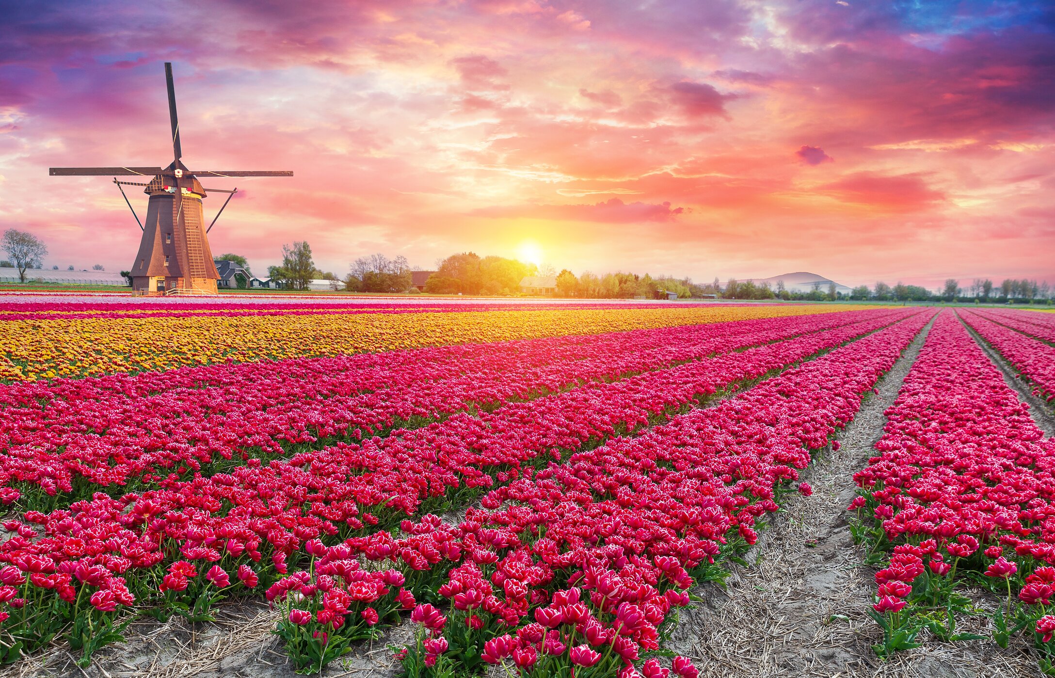 Vue panoramique du Keukenhof avec des champs infinis de tulipes roses et jaunes, et un moulin à vent traditionnel