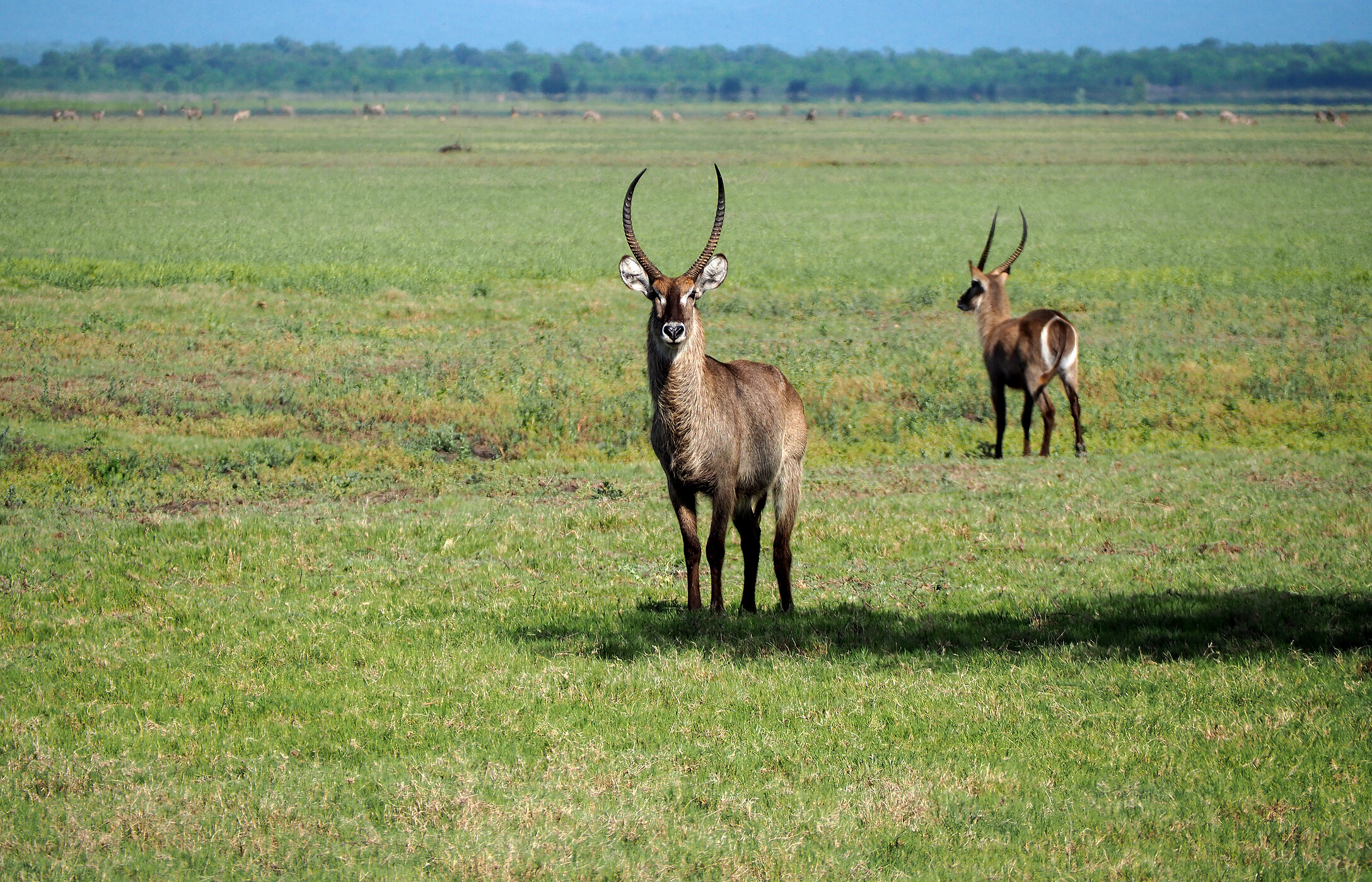 Twee waterbucks, grote Afrikaanse antilopen, poserend in een savanne met vegetatie in Mozambique.