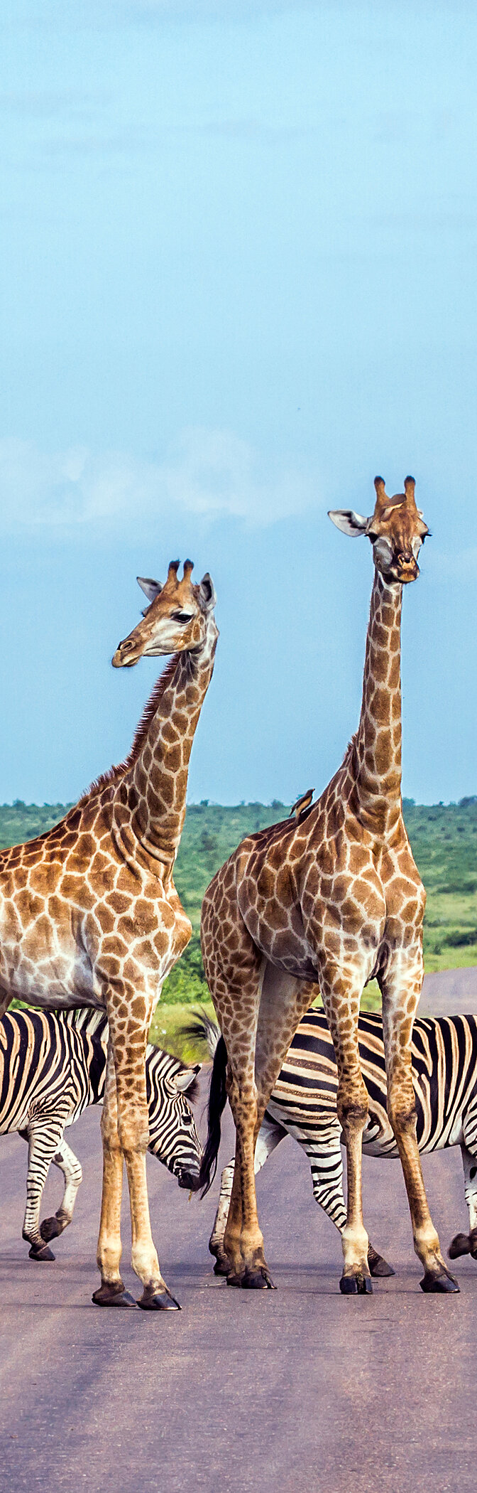 Ontdek het aanbod van Pestana Hotel Group in Kruger Park, maak een safari en verblijf in een 4-sterren-resort