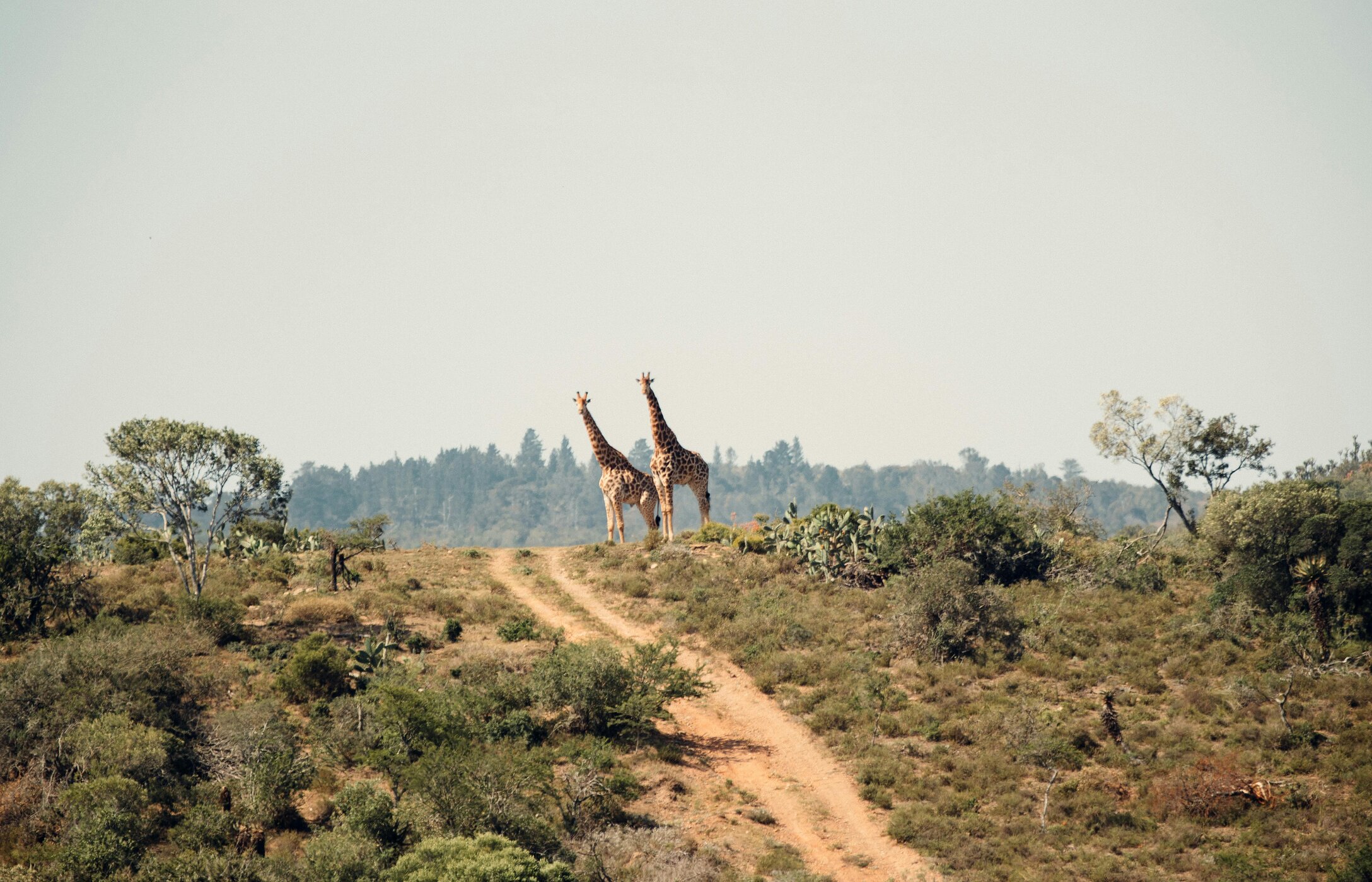 Twee giraffen staan op een zandweg midden in Kruger National Park
