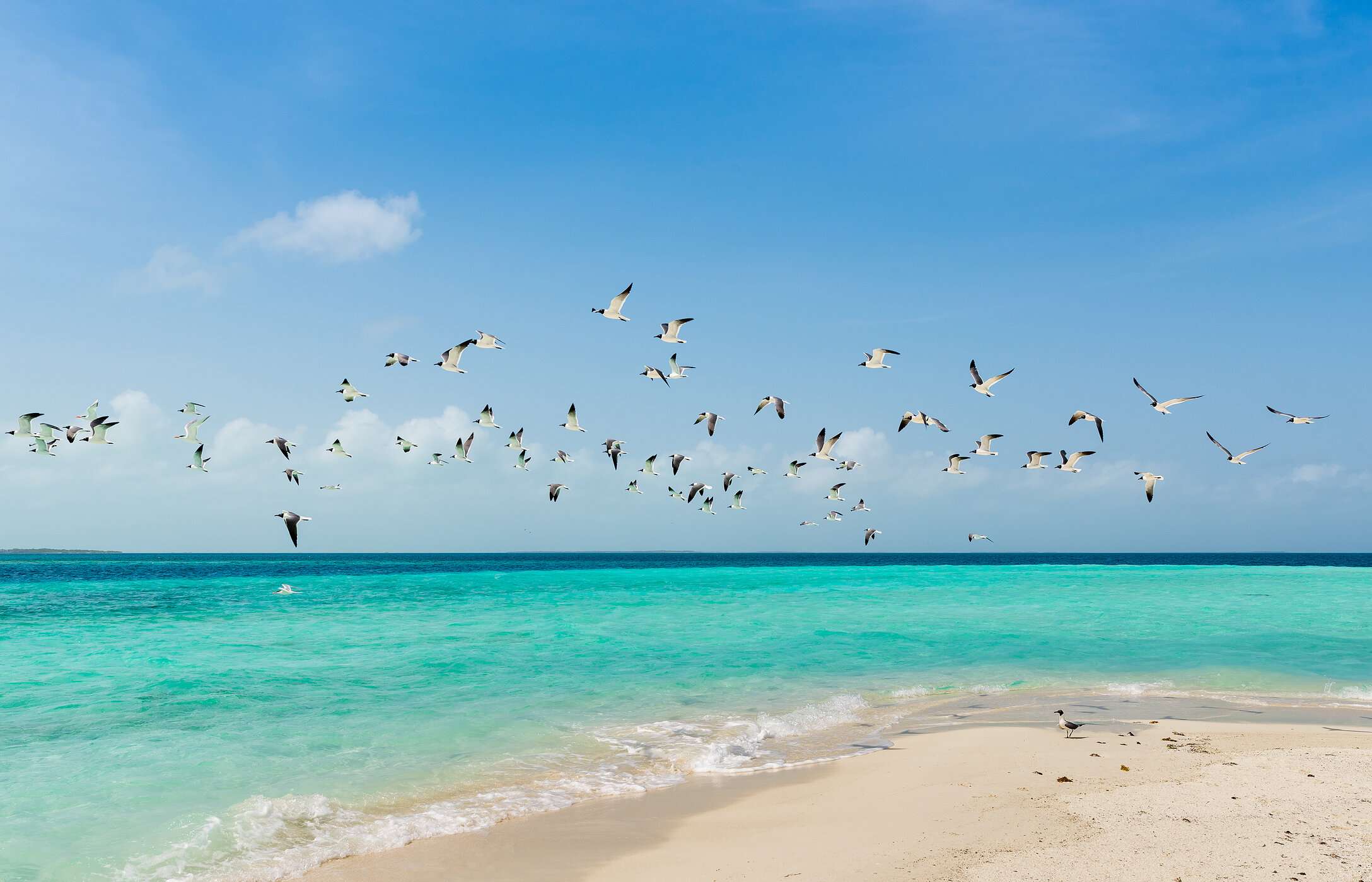 Uitzicht op het strand van de archipel Los Roques in Venezuela, met een zwerm vogels boven het kristalheldere water.