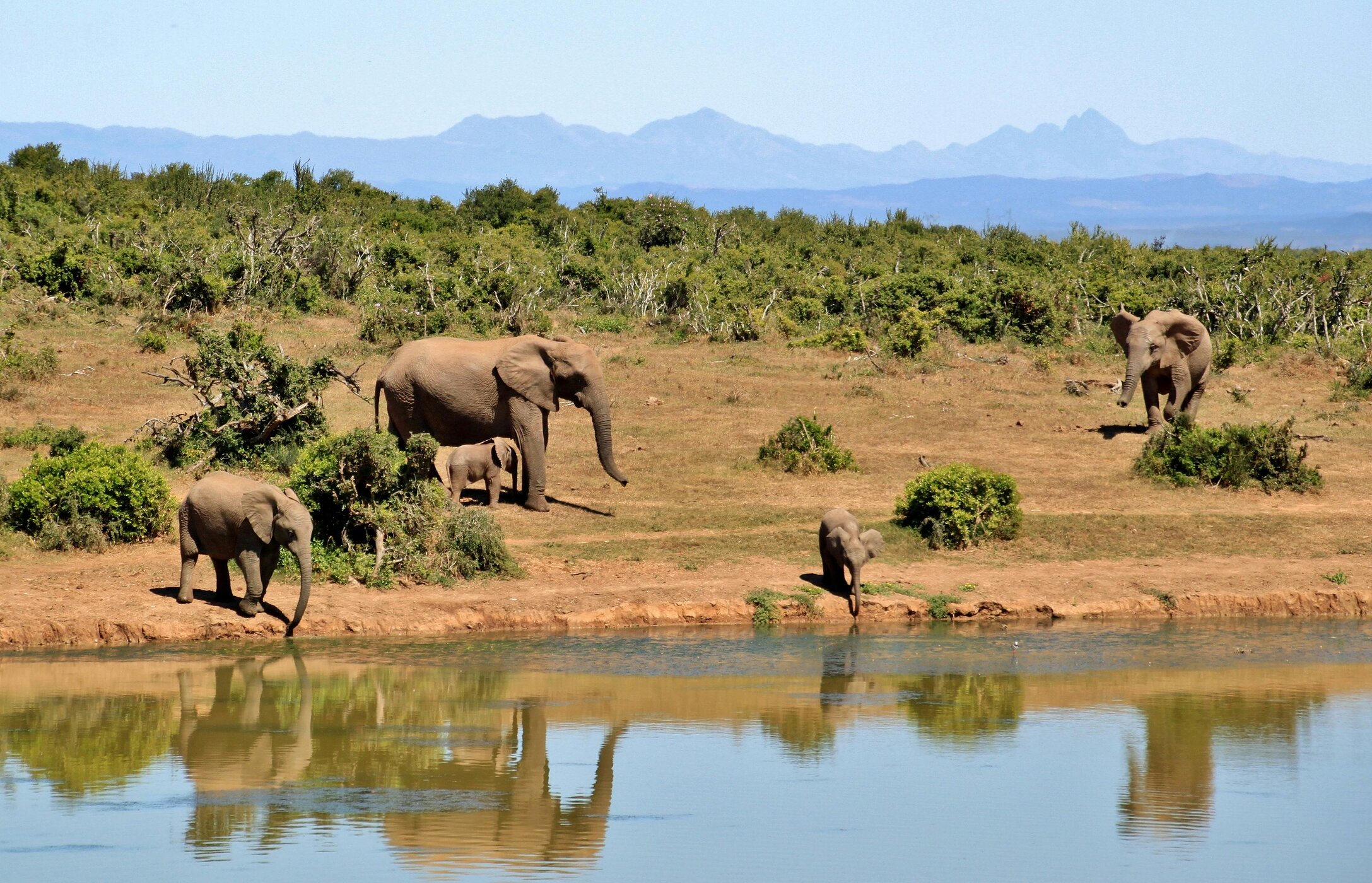 Elefantes bebem água no Parque Nacional do Kruger