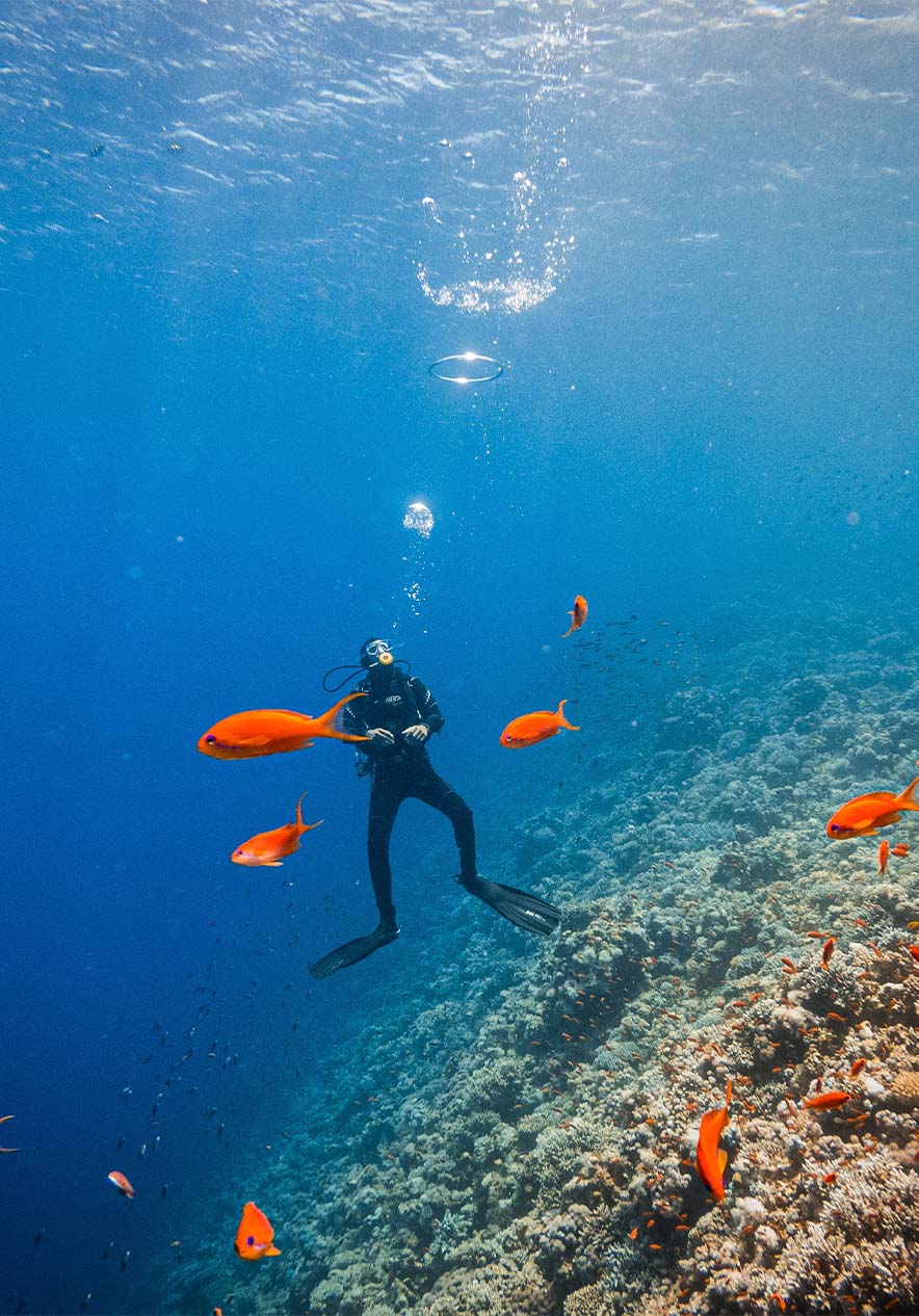 Mergulhador, com equipamento de mergulho, no meio de um recife a interagir com um cardume de peixes 