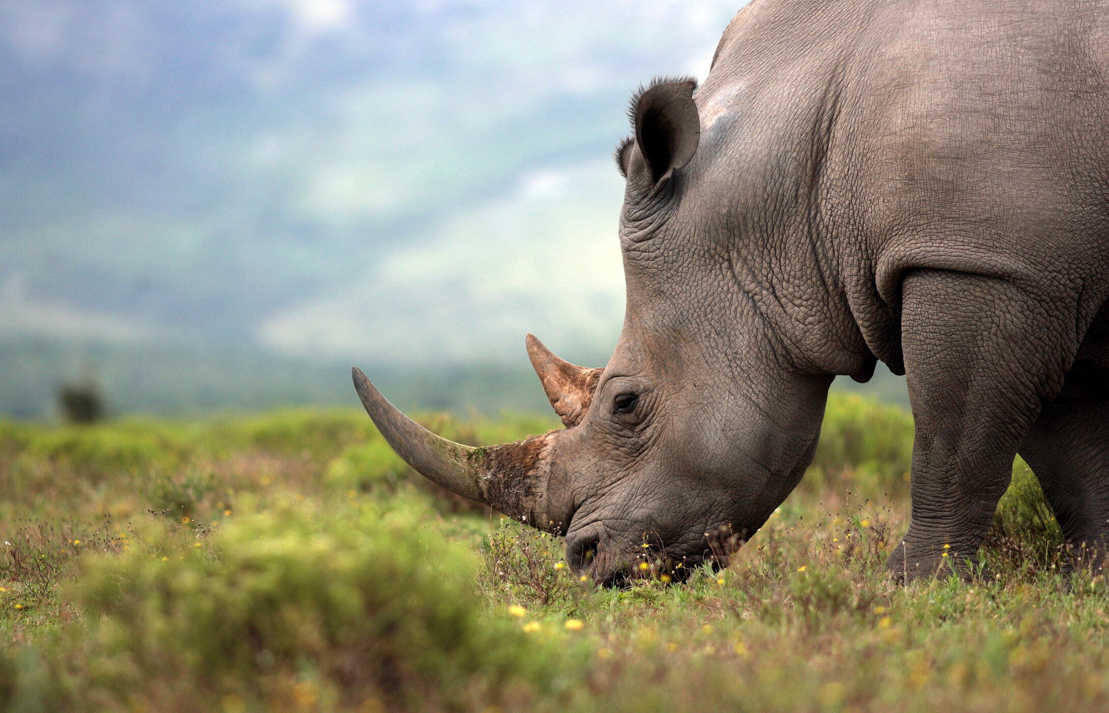 Faça um safari e veja um rinoceronte a alimentar-se de ervas no meio do Parque Nacional do Kruger