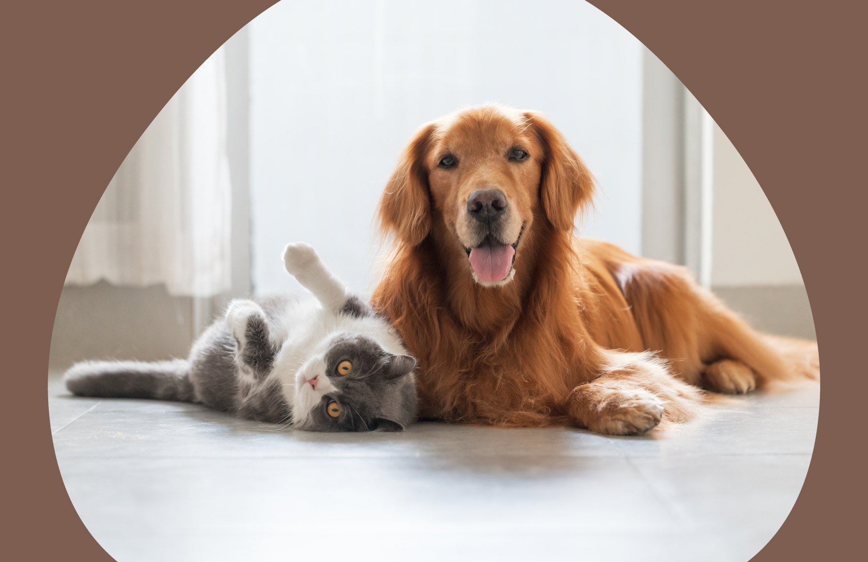 Cão dourado deitado ao lado de um gato cinzento e branco num chão claro junto a uma janela luminosa
