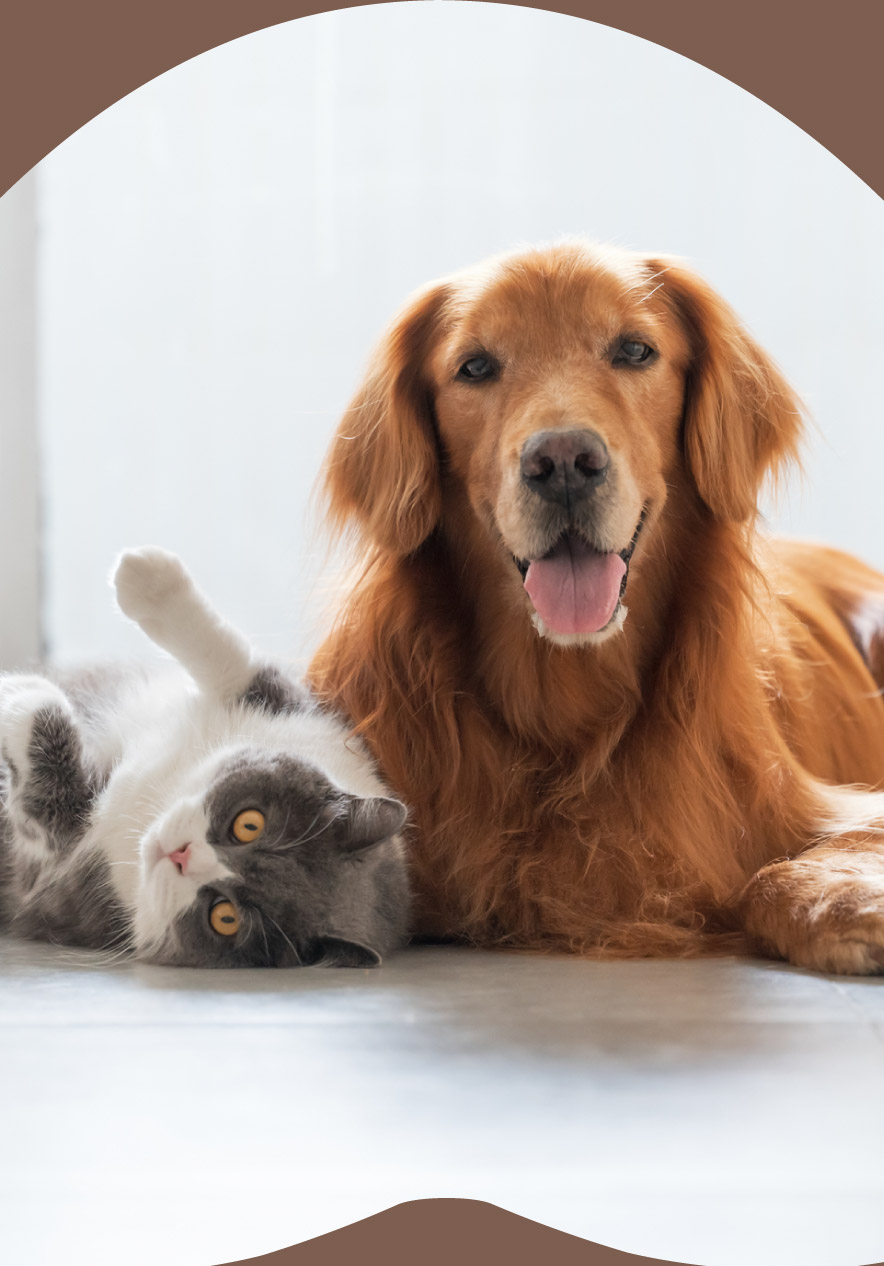 Cão dourado deitado ao lado de um gato cinzento e branco num chão claro junto a uma janela luminosa