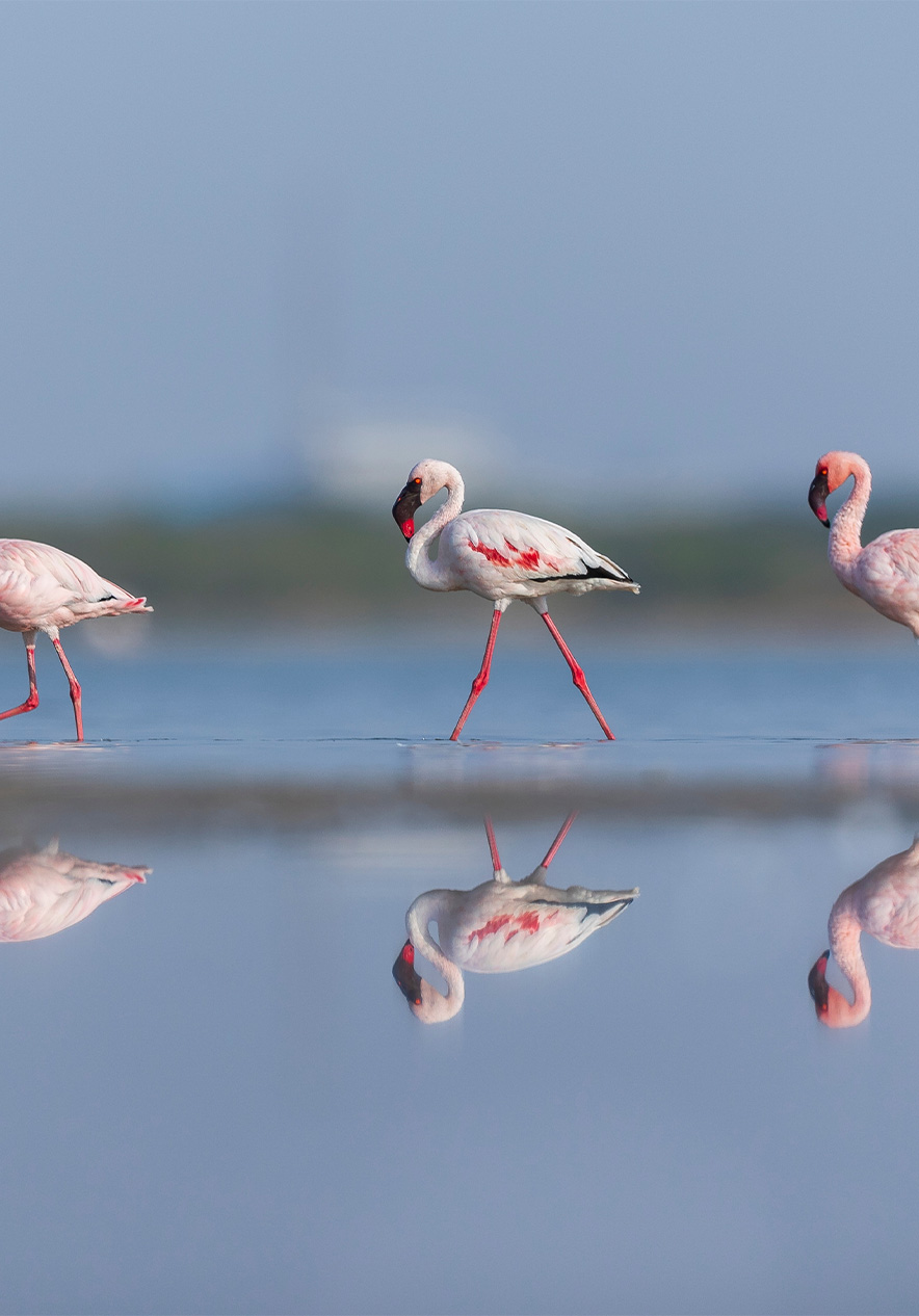 Flamingos bei der Vogelbeobachtung nahe Pestana Bazaruto Lodge, Eco‑Resort auf der Insel Bazaruto, mit Spiegelung im Wasser