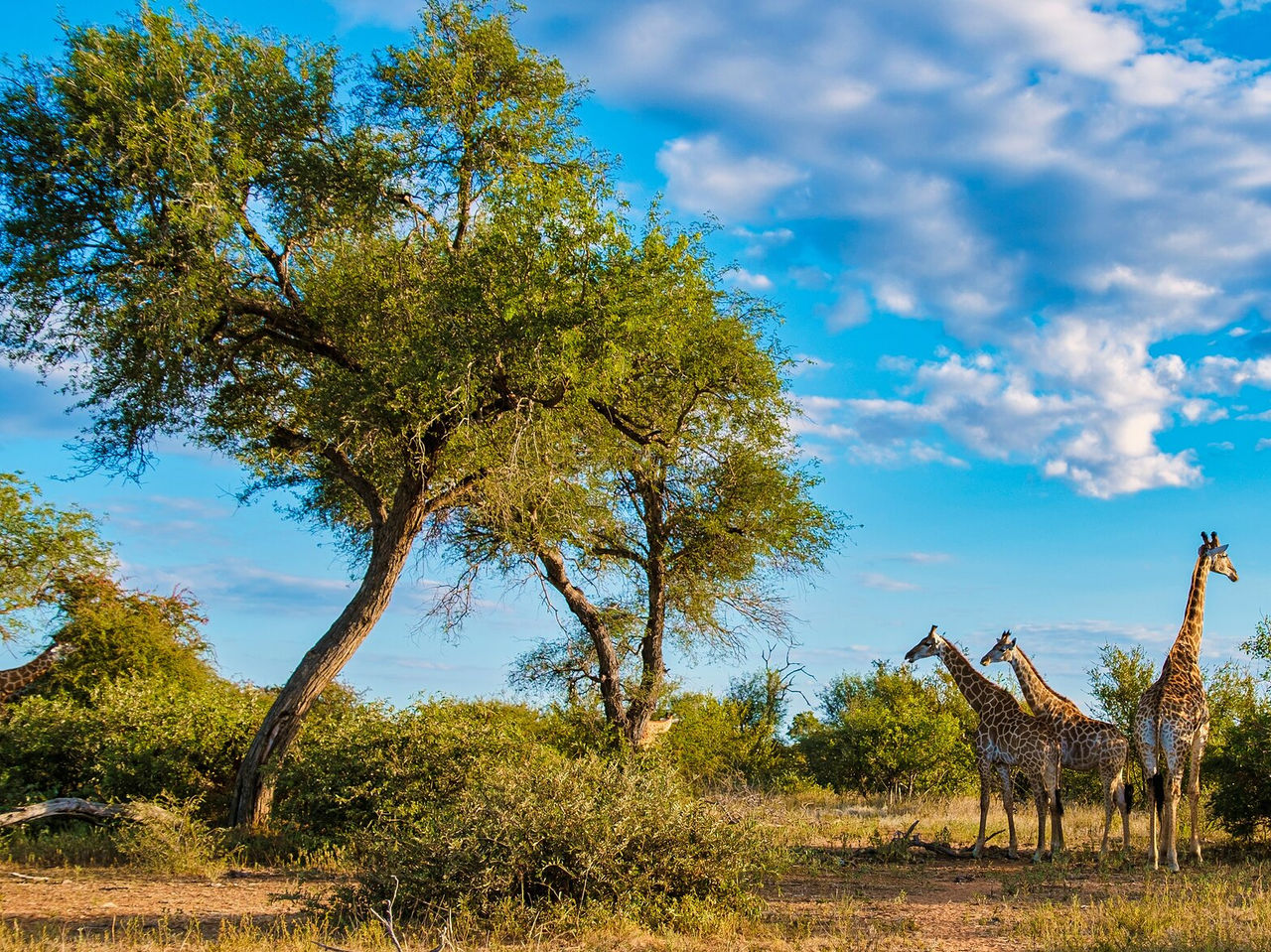 Die Giraffen im Kruger-Nationalpark bezaubern mit ihrer Eleganz und weiden ruhig zwischen den hohen Bäumen der Savanne