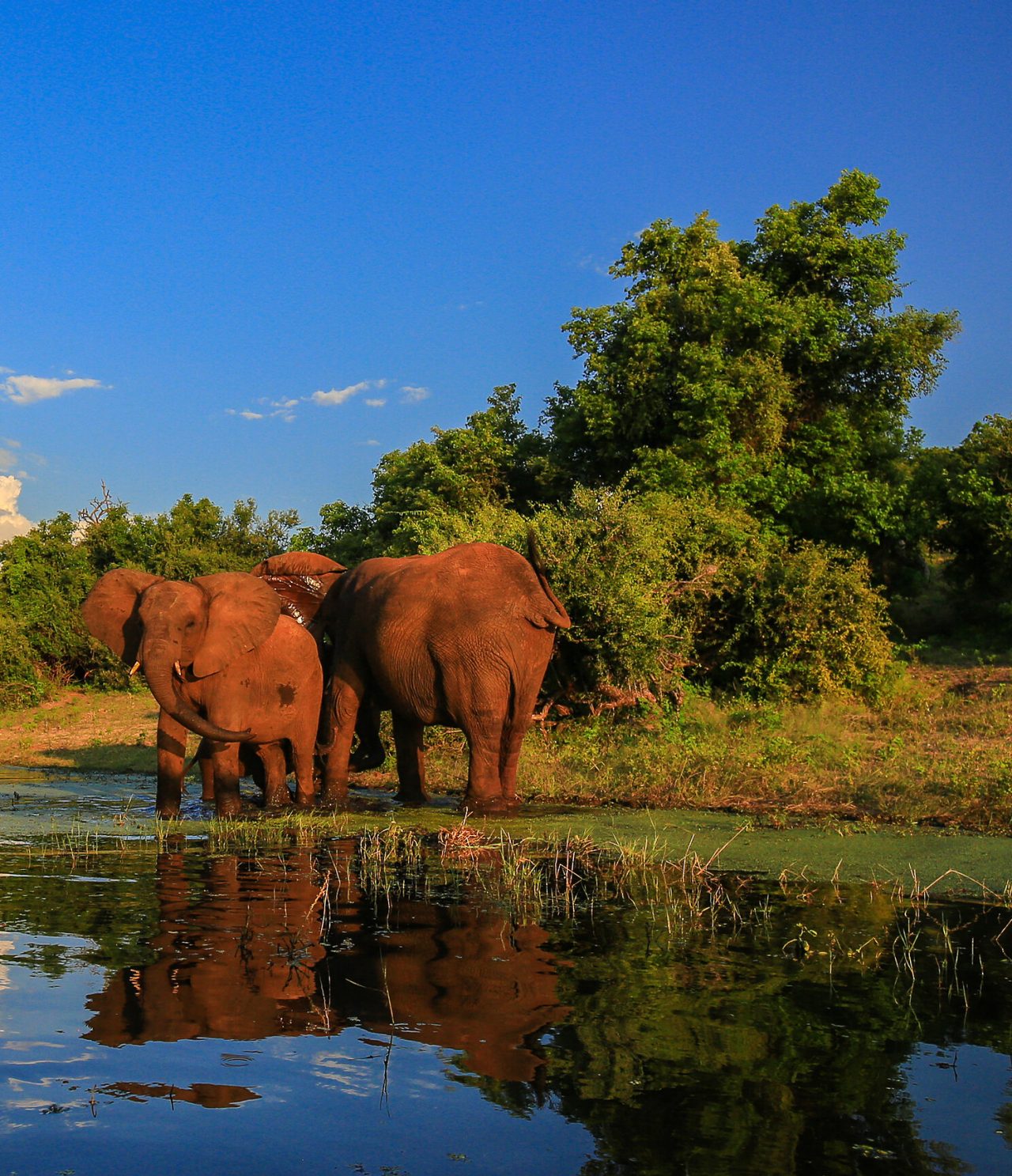Drei Elefanten baden in einem See im Kruger-Nationalpark, umgeben von Bäumen und Vegetation