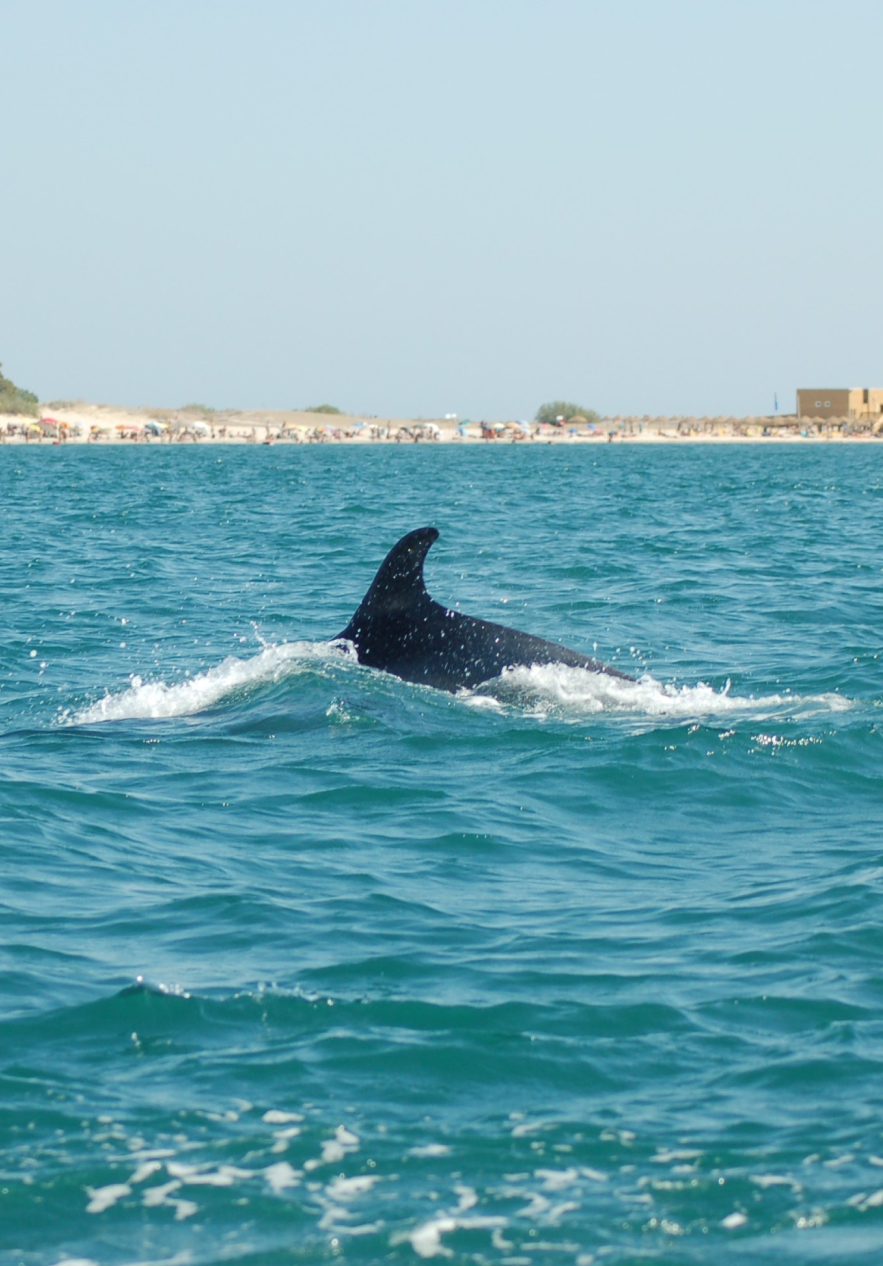 Oberseite eines Delfins, der von einem Boot aus ganz nah gesehen wird, mit Strand und einigen Gebäuden im Hintergrund