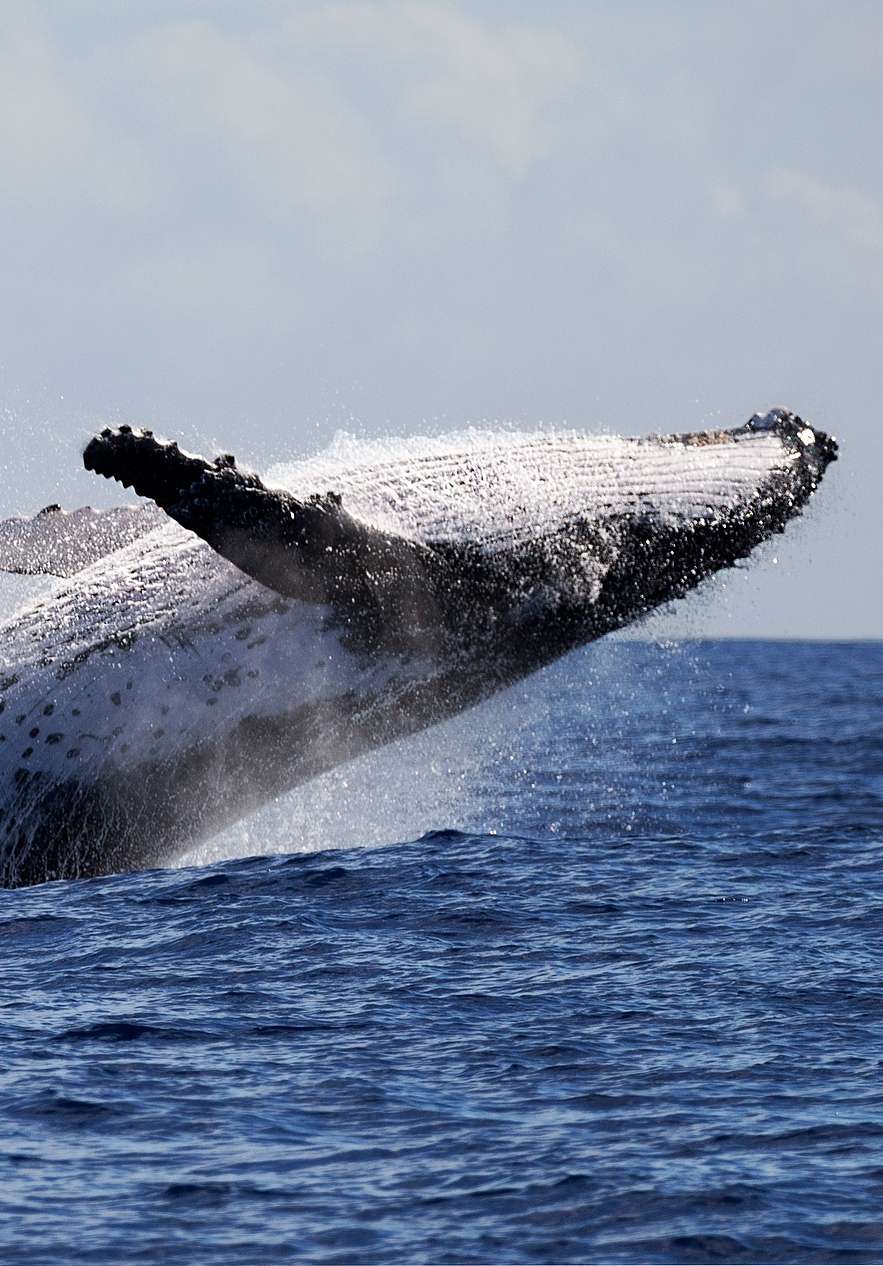 Wal springt und fällt rückwärts von einem Boot in Porto Santo, mitten im Meer