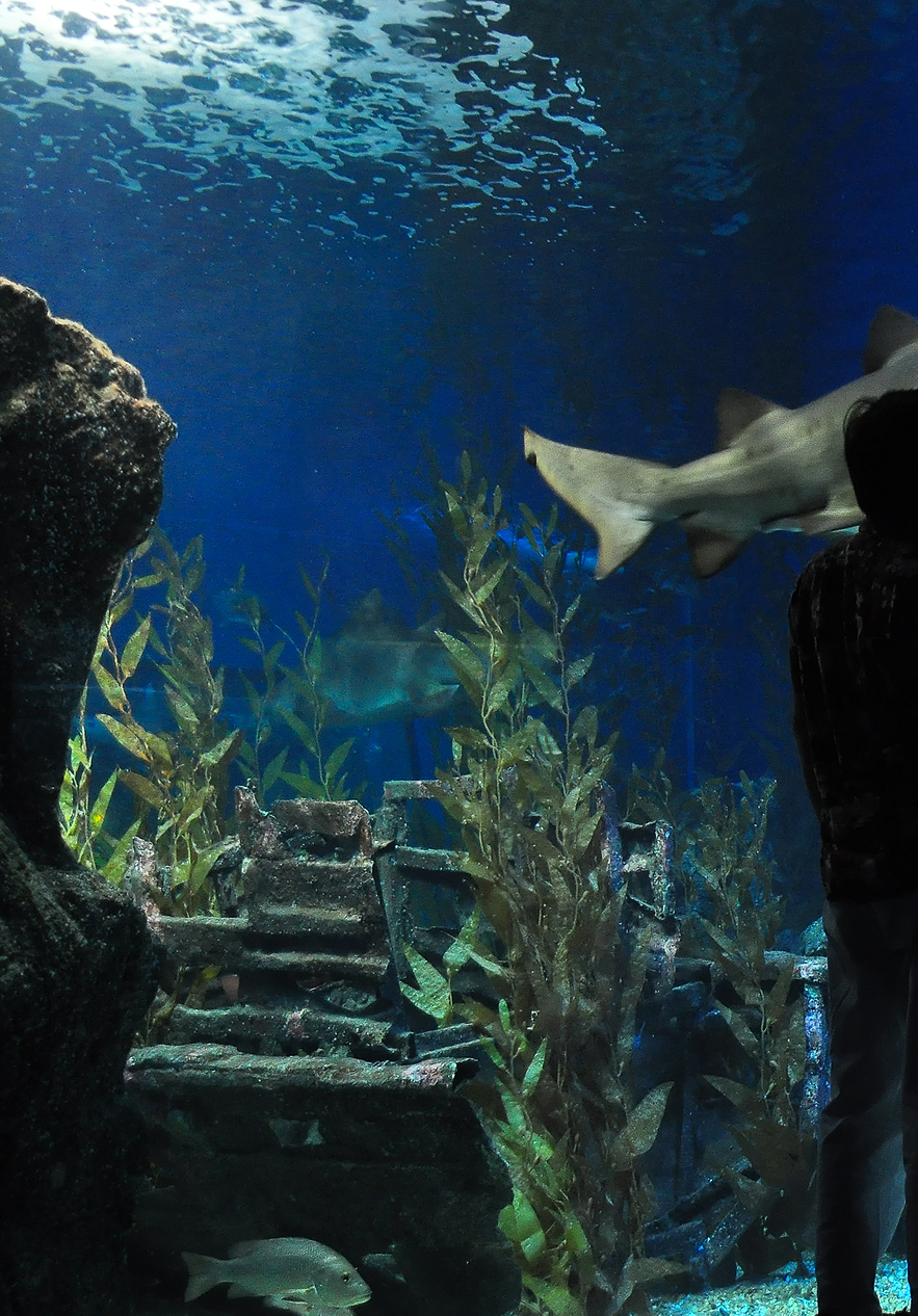 Ein Hai schwimmt in einem großen Aquarium im Sea World in Orlando, Sonnenstrahlen beleuchten das Wasser