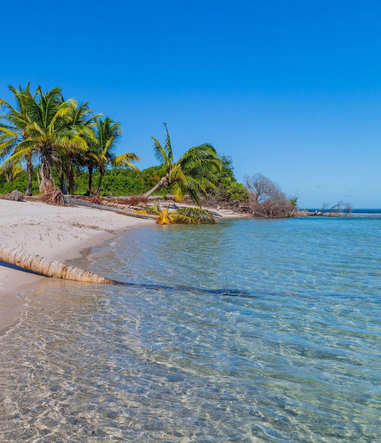 Beach in Maputo, with several palm trees scattered along the beach and crystal-clear, calm blue water merging with the sand