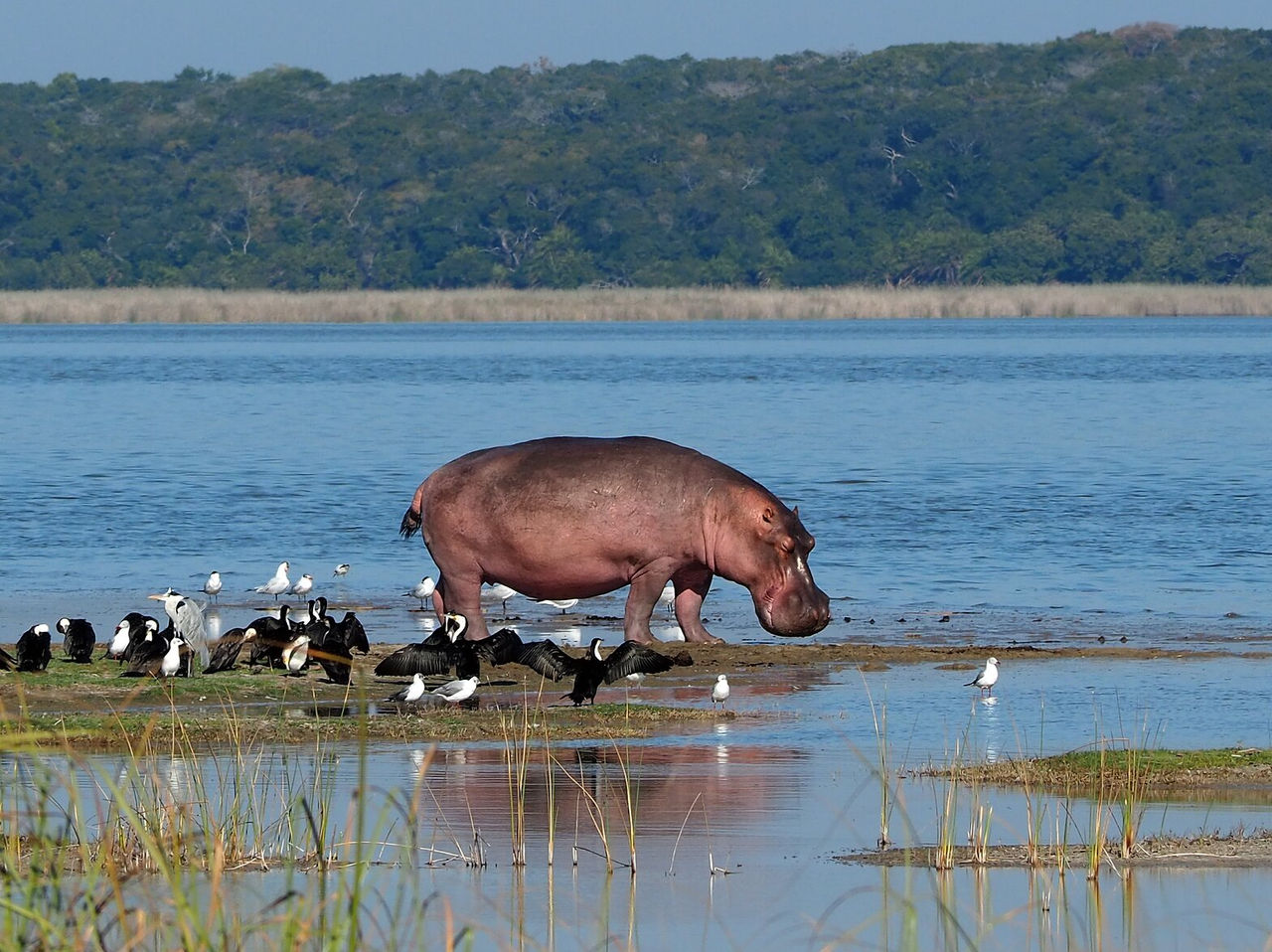 Protected area in Mozambique with diverse wildlife, hippos in the water accompanied by various birds