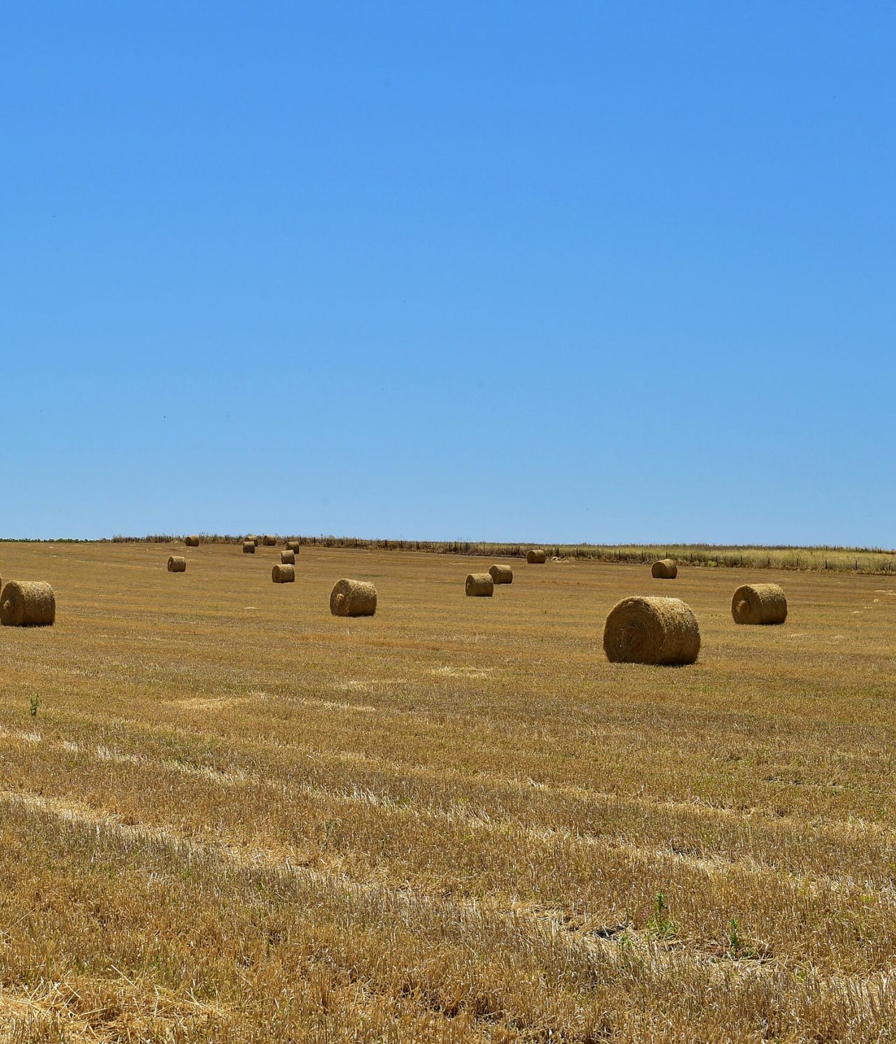 Rural landscape of a field of hay bales in the Alentejo region, under a blue sky