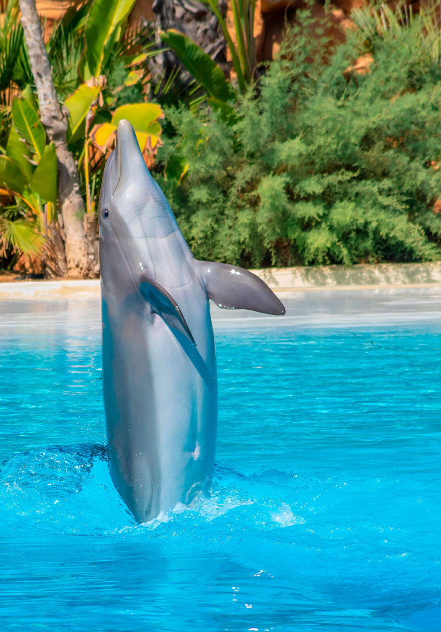 Visit marine life at Zoo Marine with dolphins jumping in the pools