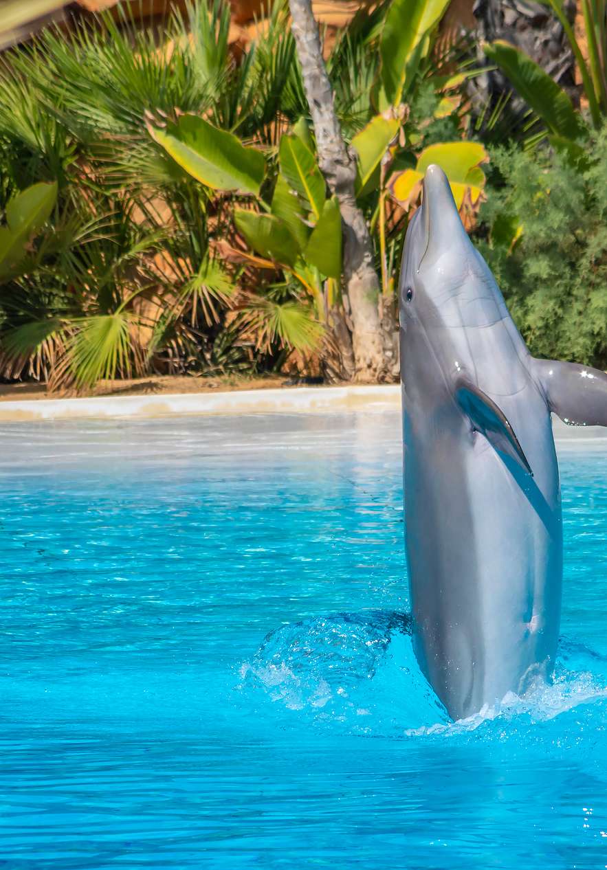 A dolphin leaping upright from a bright blue pool surrounded by tropical plants near Pestana Vila Sol, a 5-Star Hotel in Vilamoura