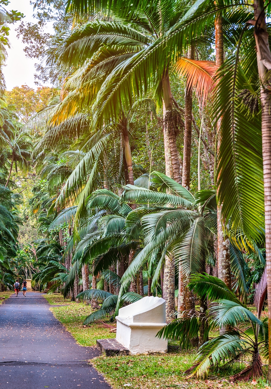 Paved path in Funchal Botanical Garden surrounded by palm trees and tropical vegetation