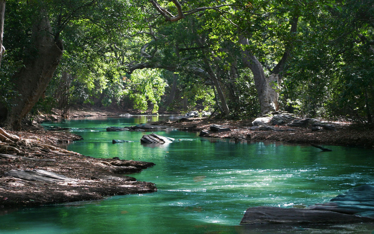 Explore Pestana Hotel Group featuring a shaded forest river with emerald water flowing beneath tall trees