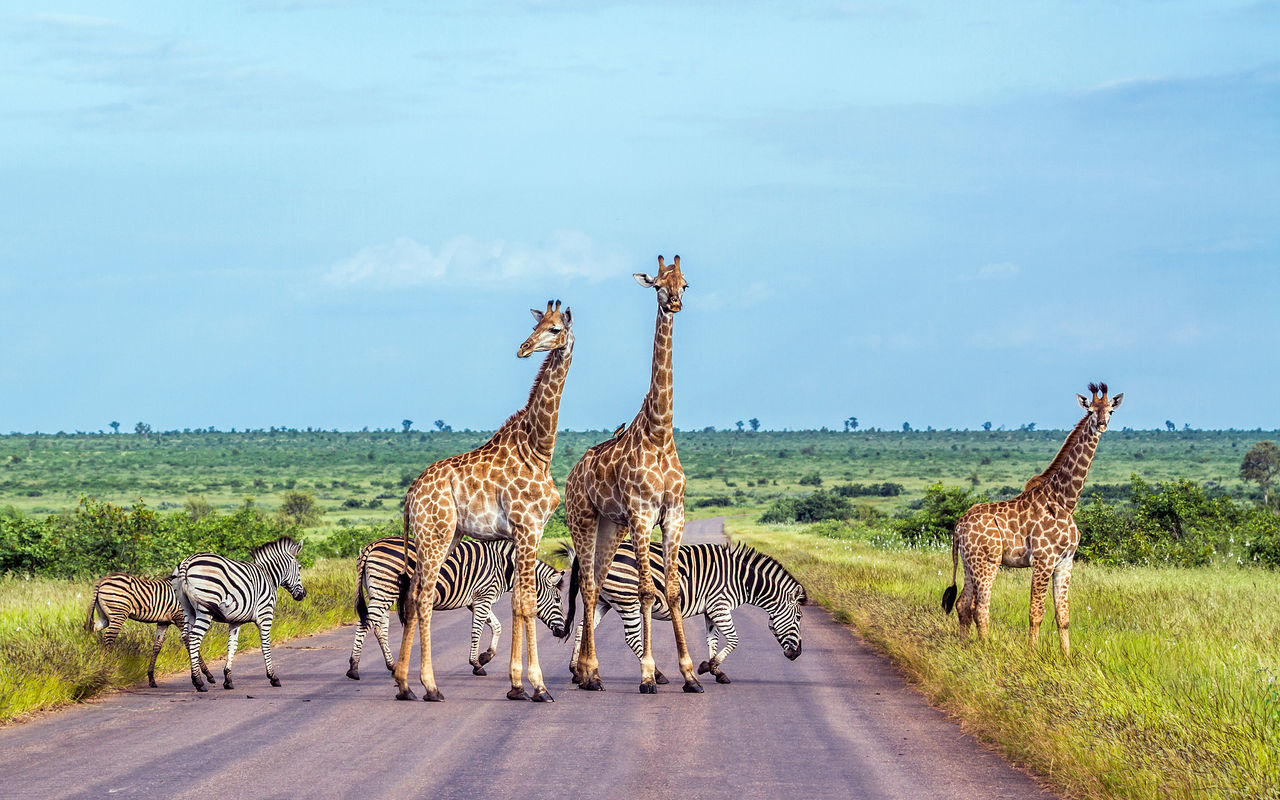 El Parque Kruger, en Sudáfrica, es uno de los parques más grandes y famosos, hogar de los Big Five y rica biodiversidad